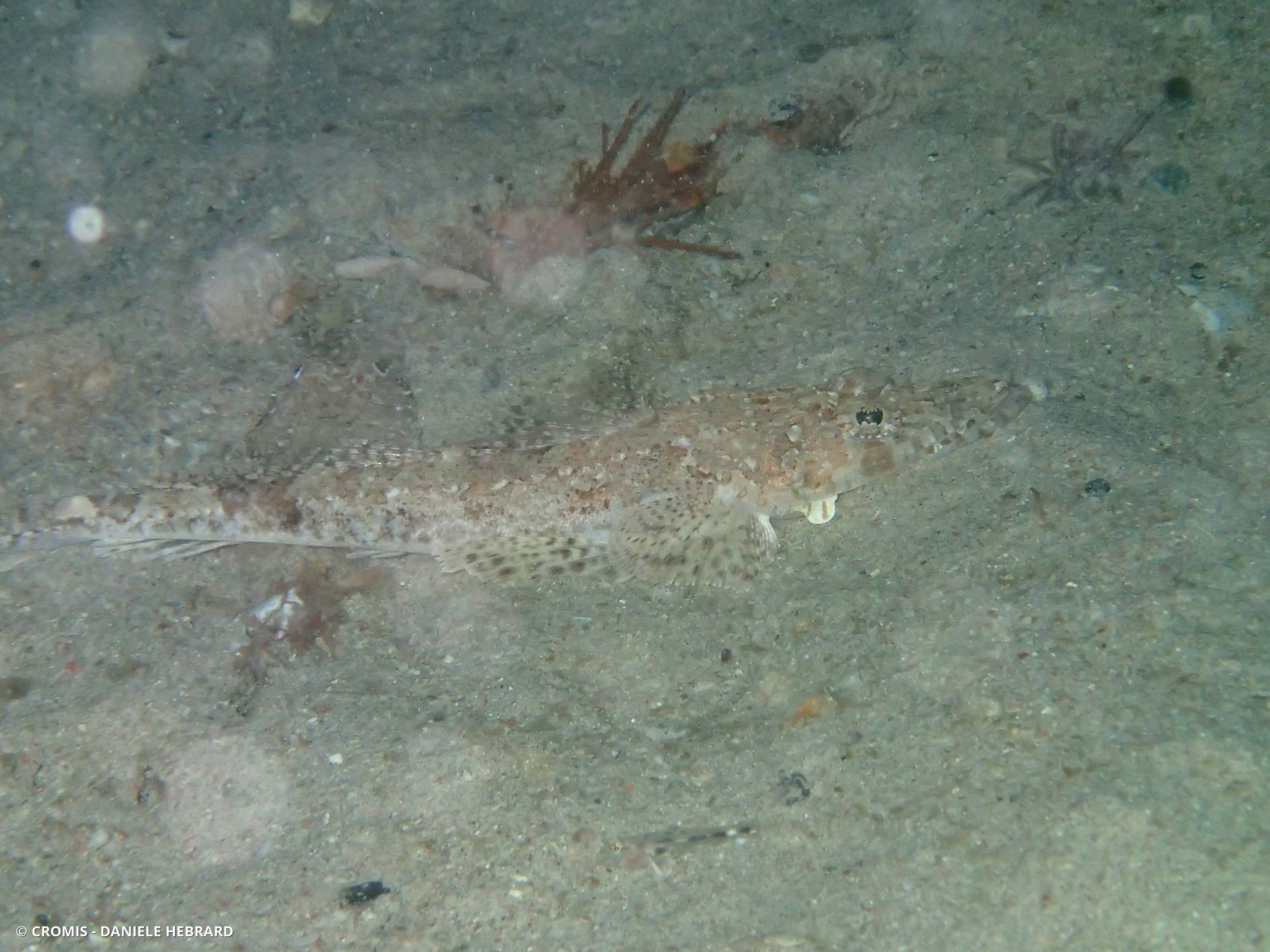 Poisson-crocodile