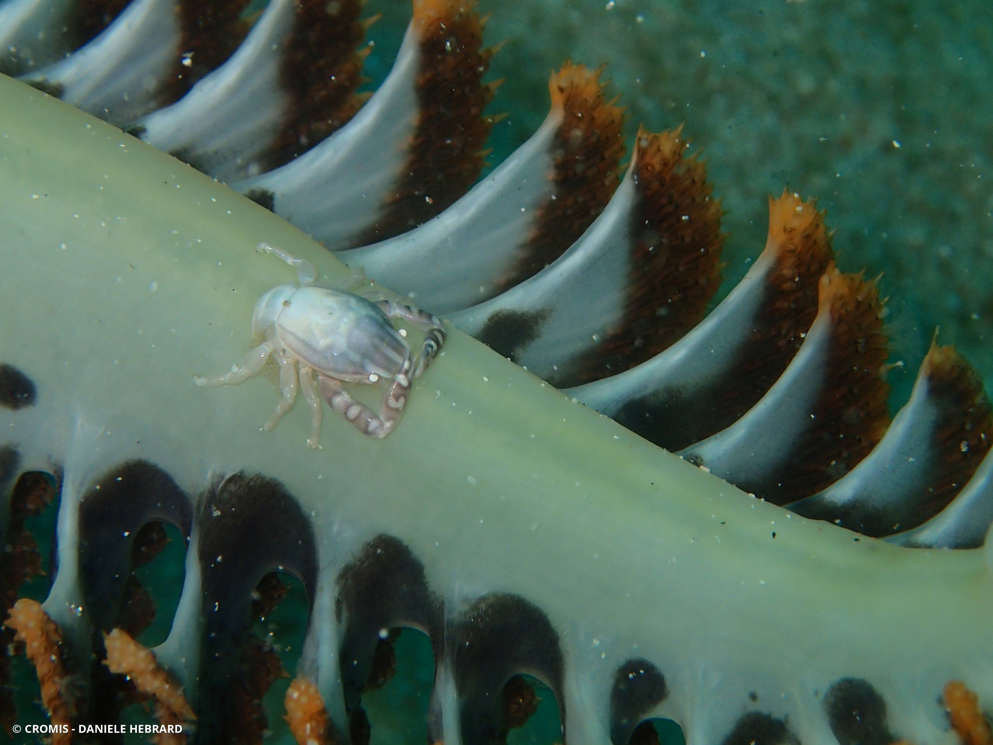Crabe porcelaine des coraux mous