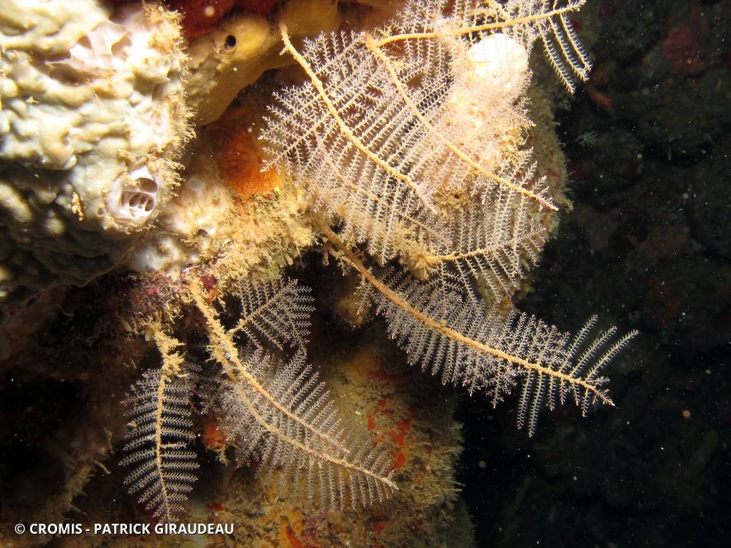 Hydraires algues des Antilles