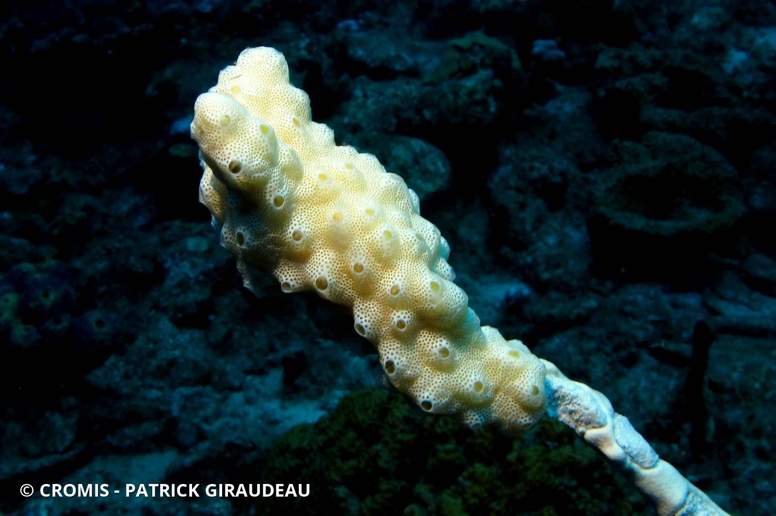 Didemnum conchyliatum