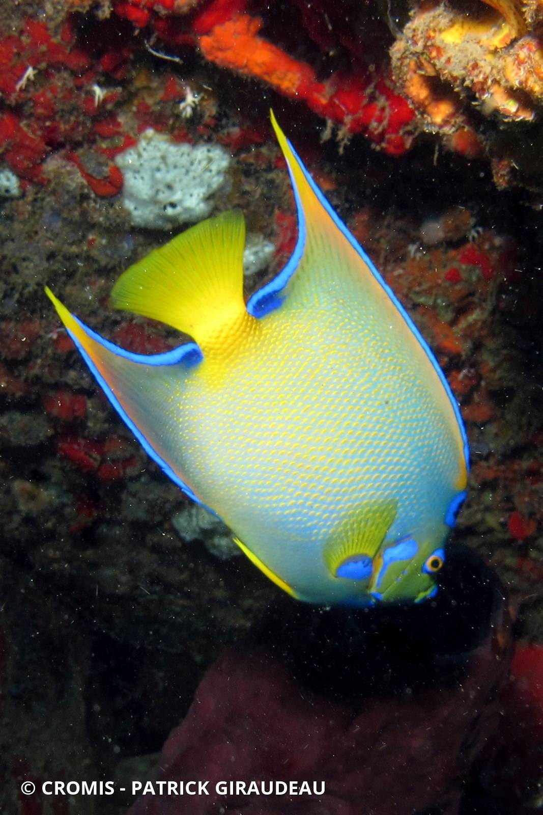 Ange royal