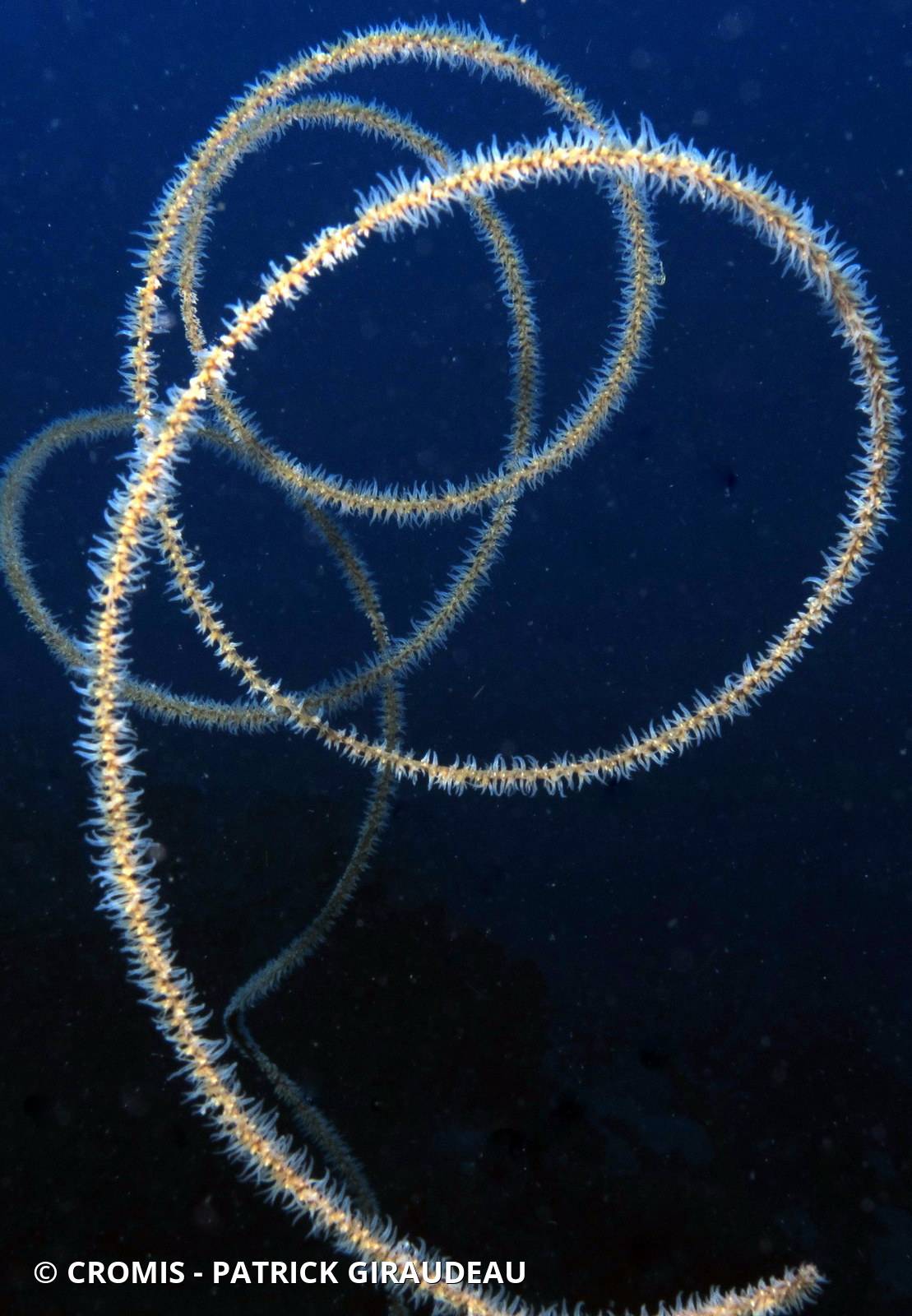 Corail fil de fer