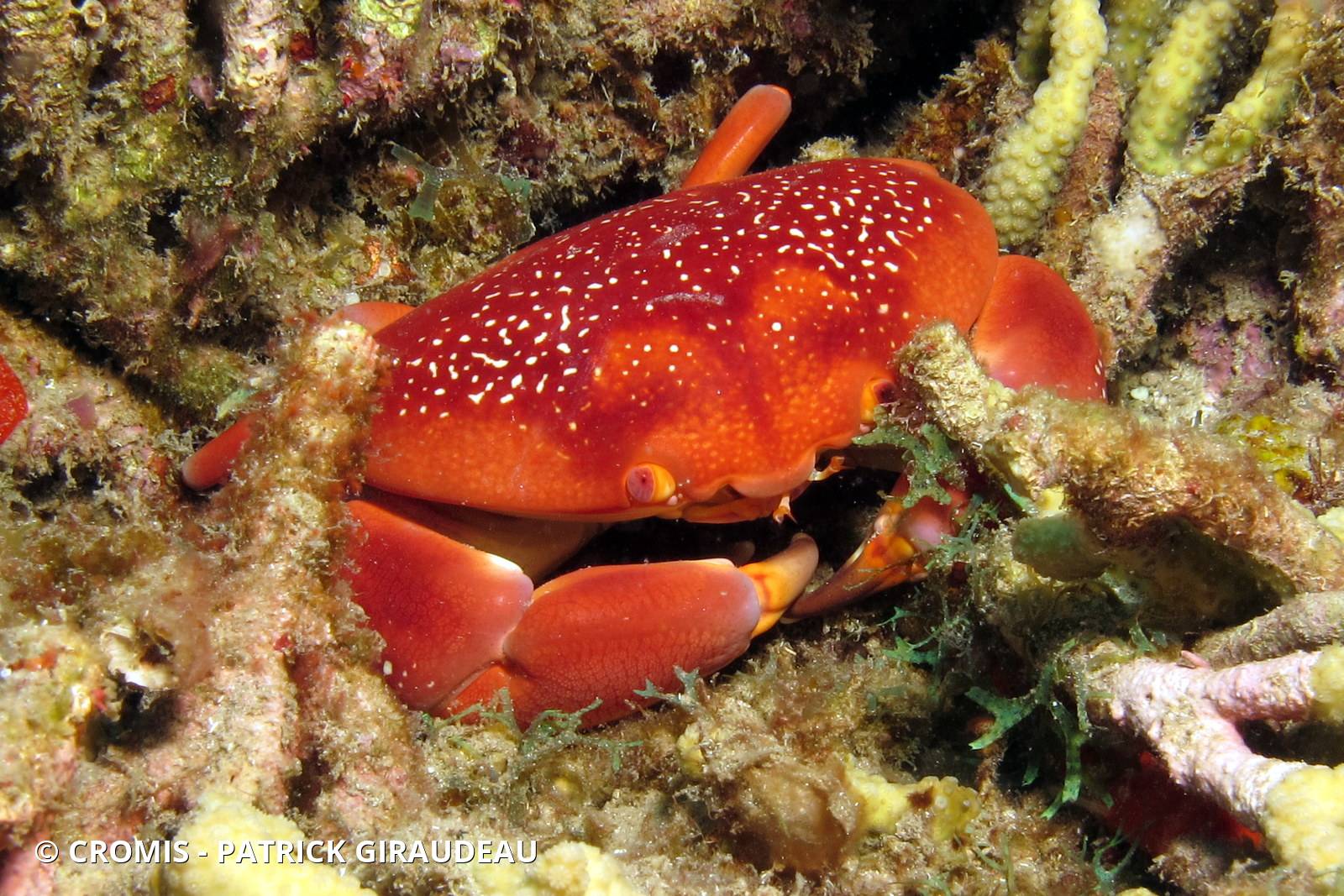 Crabe bombé antillais