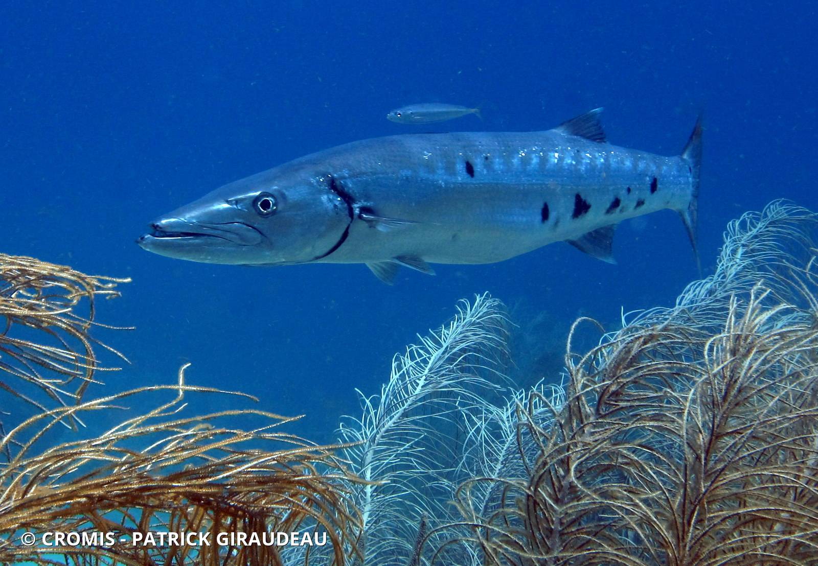 Grand barracuda