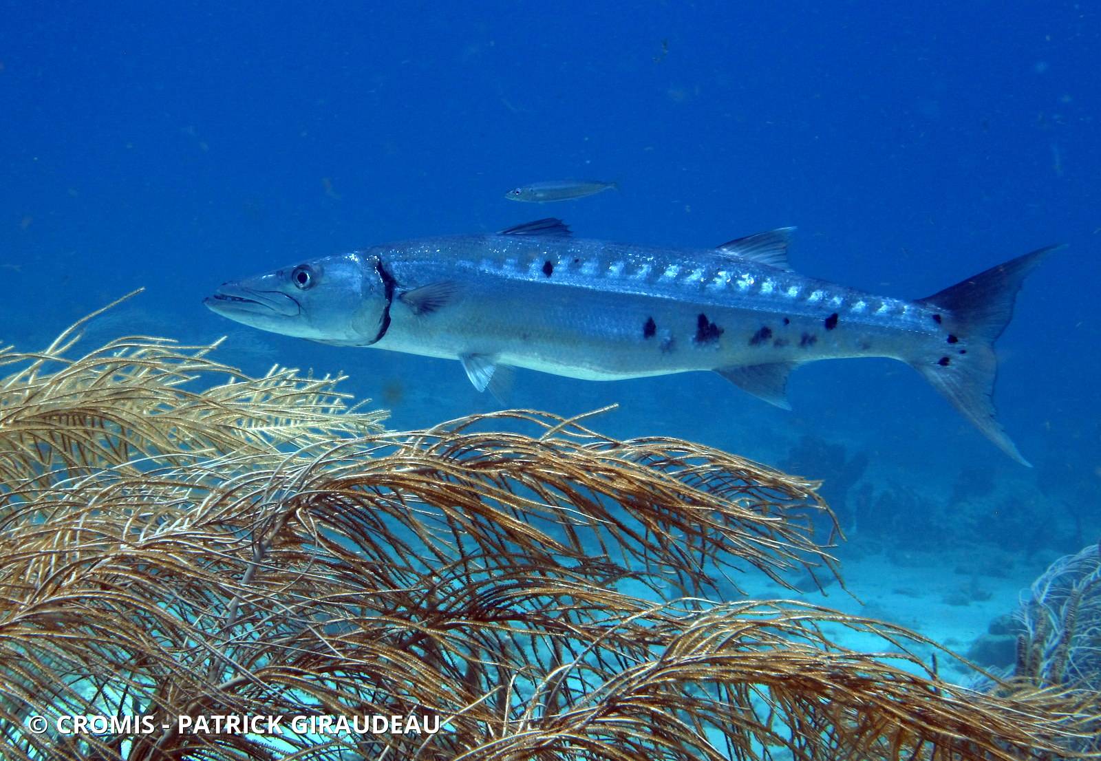 Grand barracuda