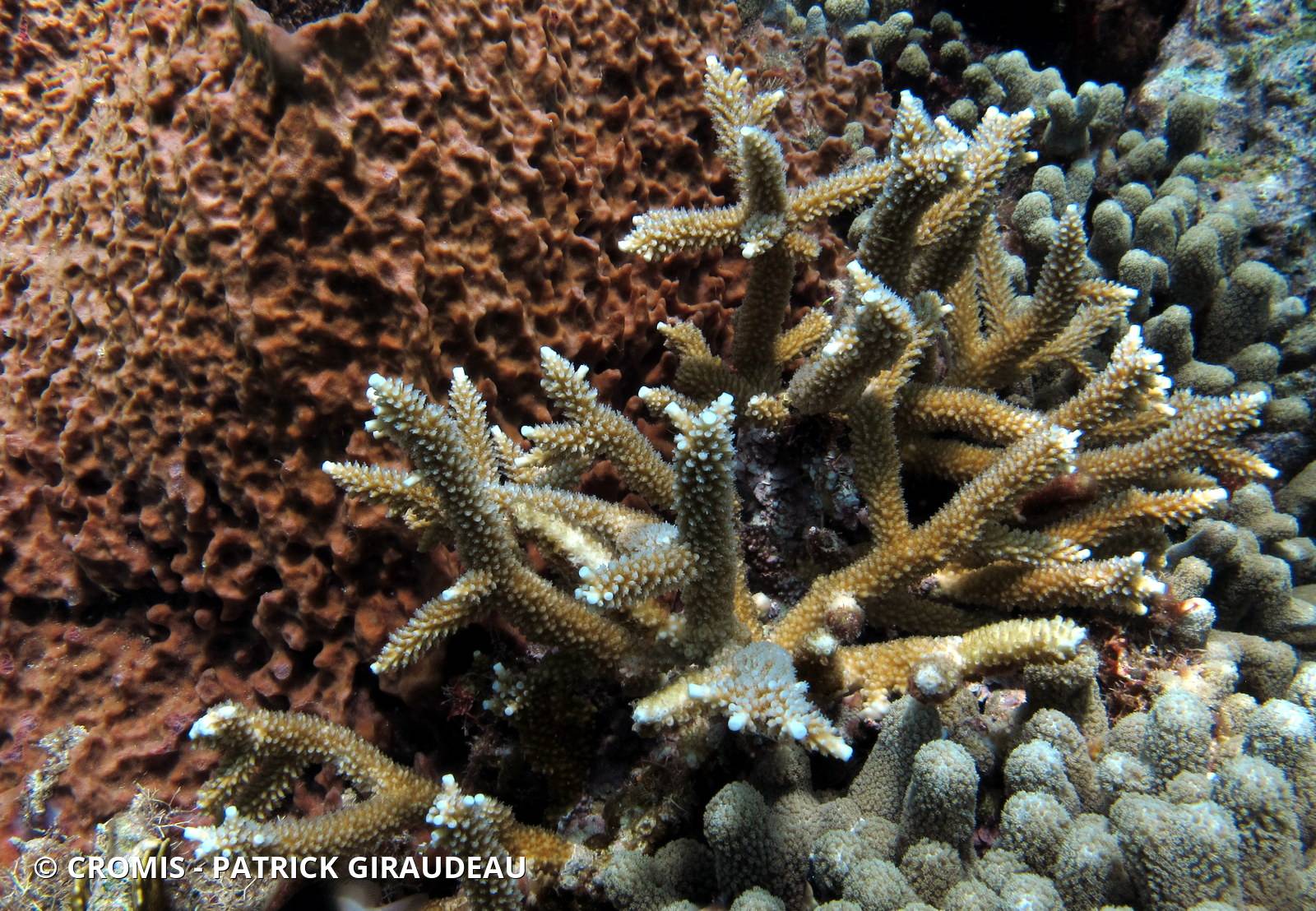 Corail corne de cerf