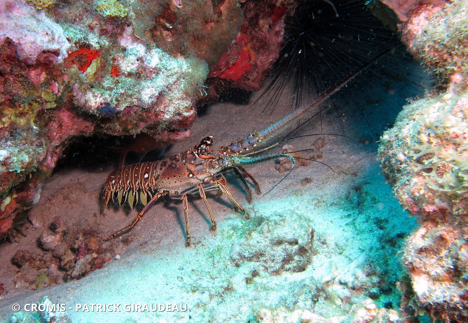 Langouste des Caraïbes