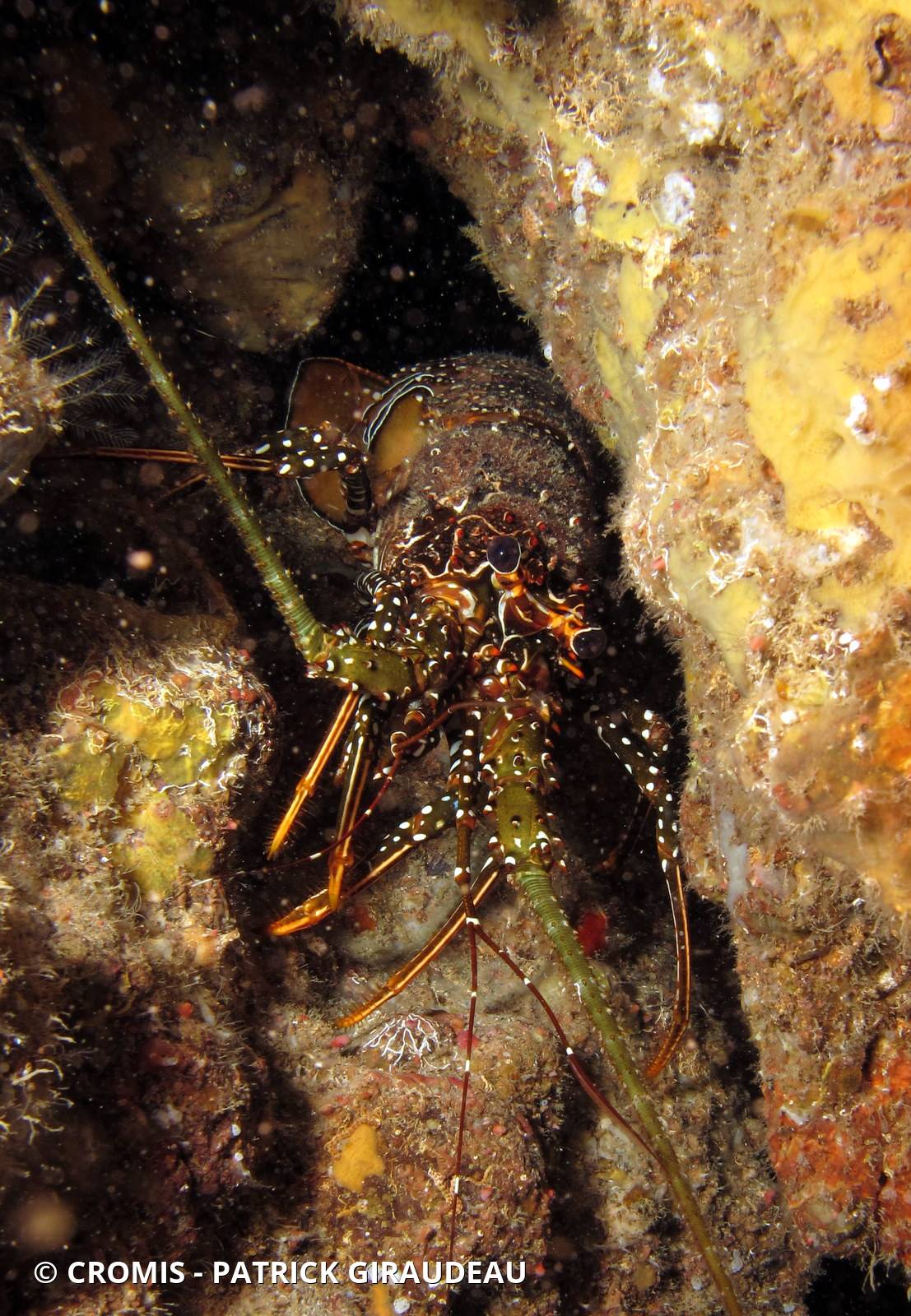Langouste tachetée