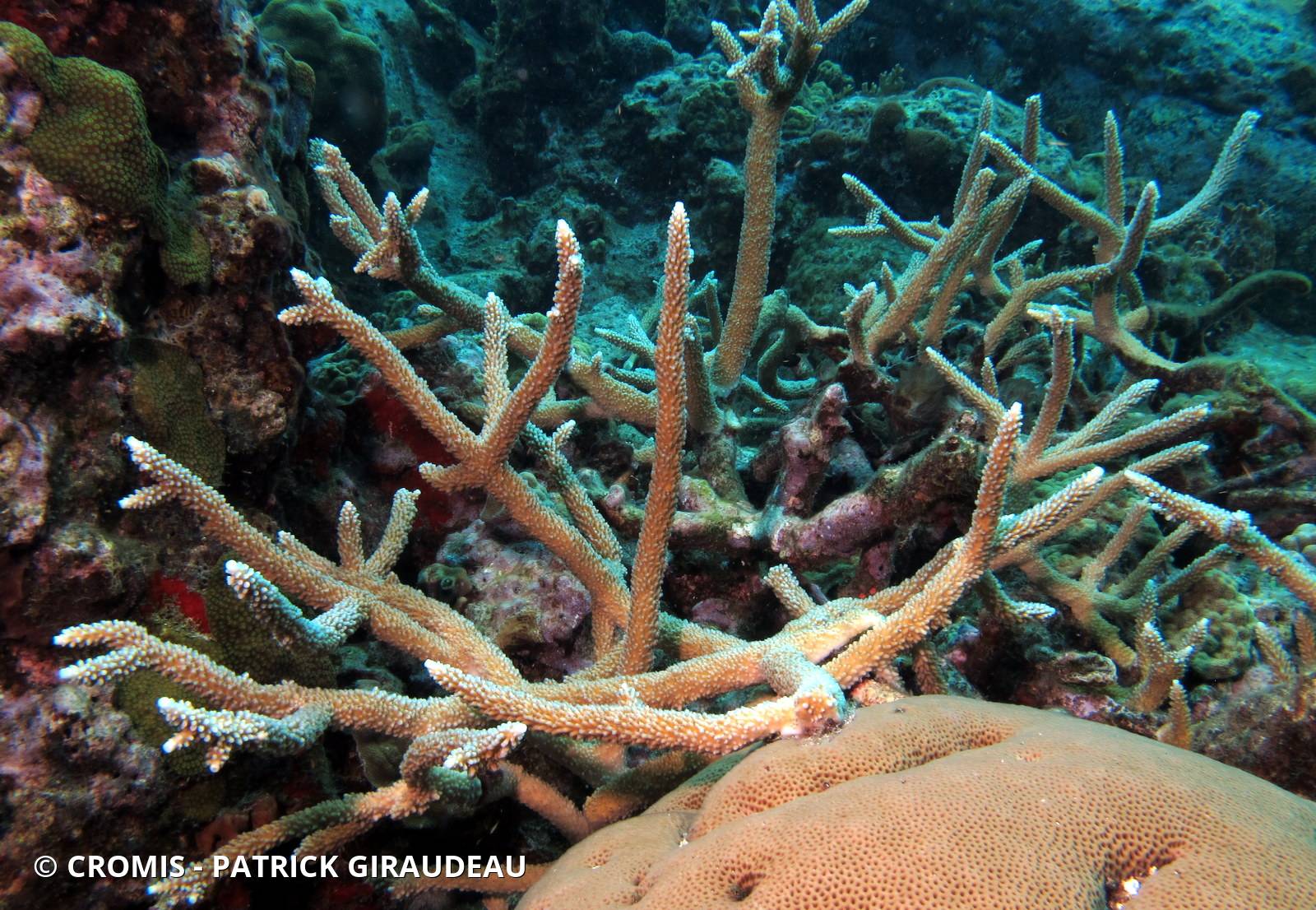 Corail corne de cerf
