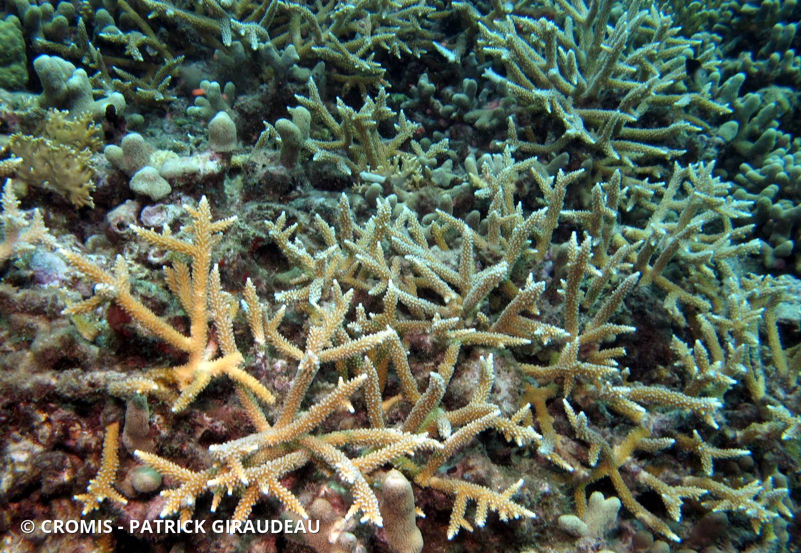 Corail corne de cerf
