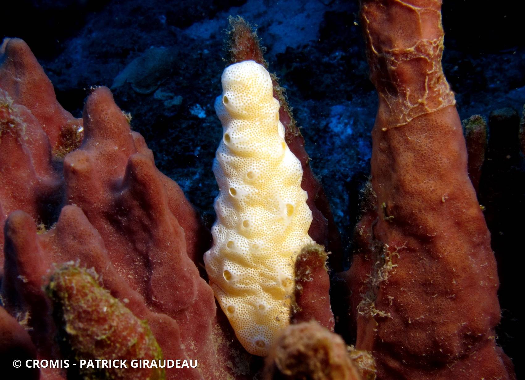 Didemnum conchyliatum