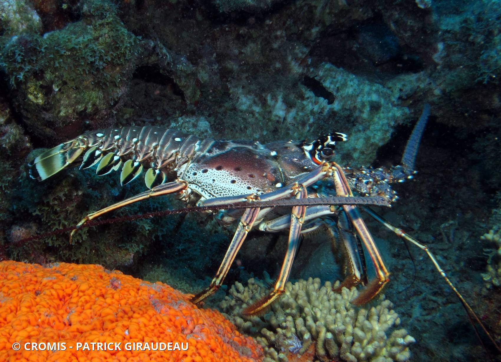 Langouste des Caraïbes