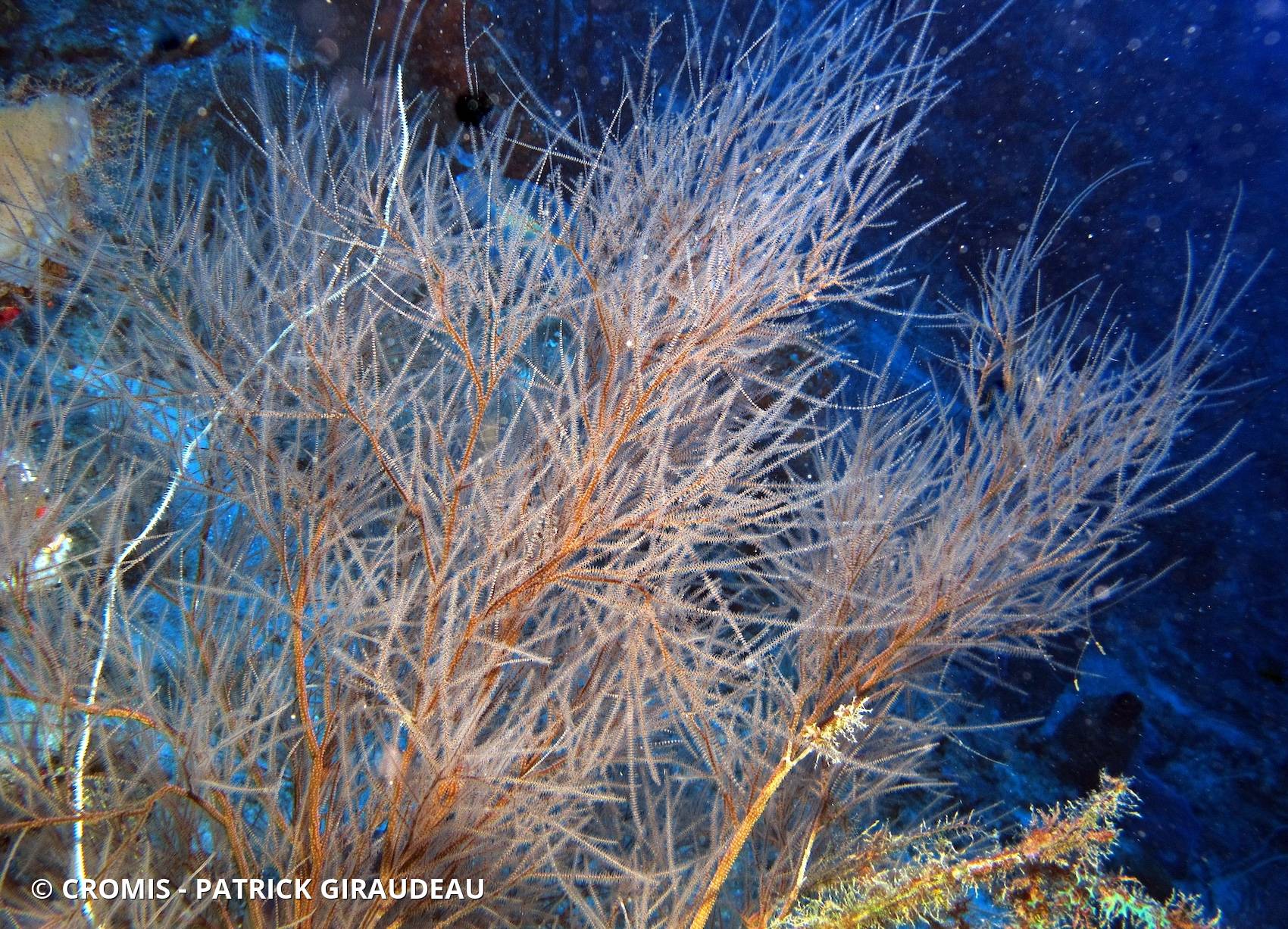 Corail noir tropical