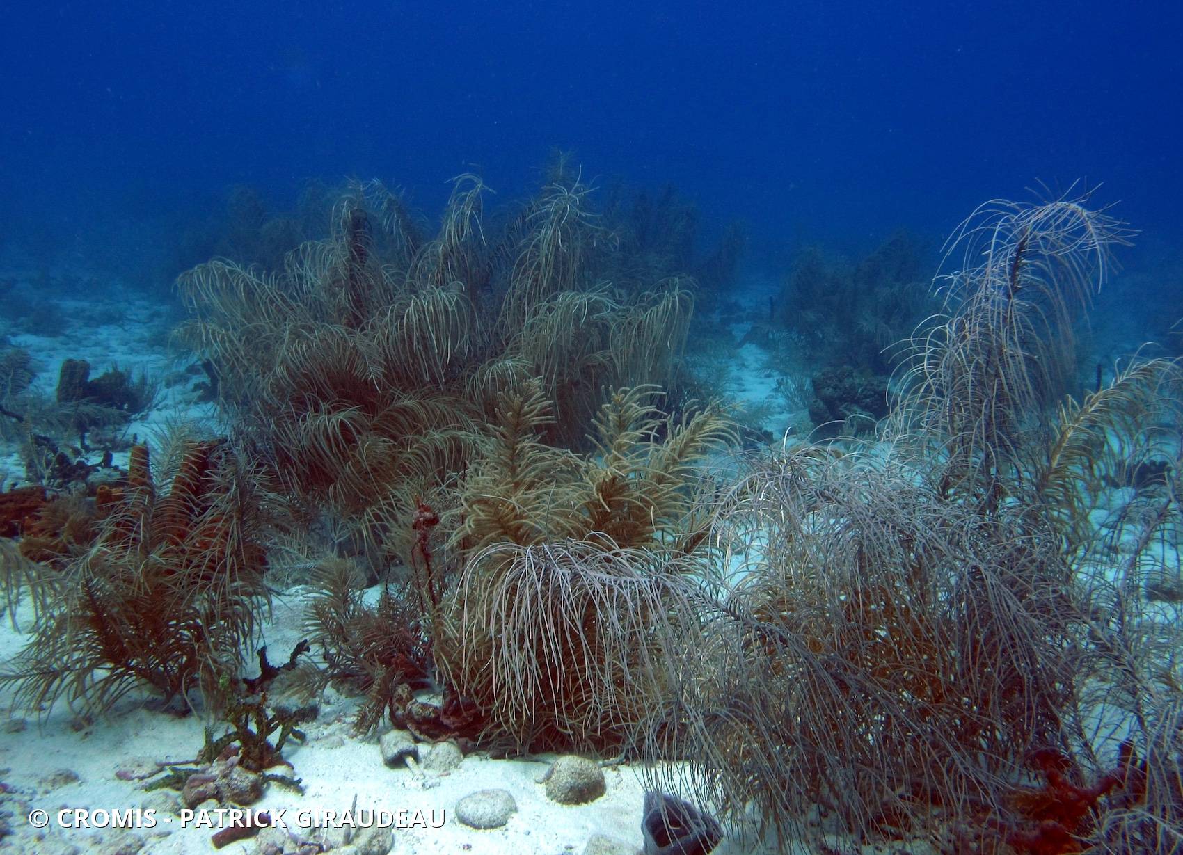 Gorgones des Antilles