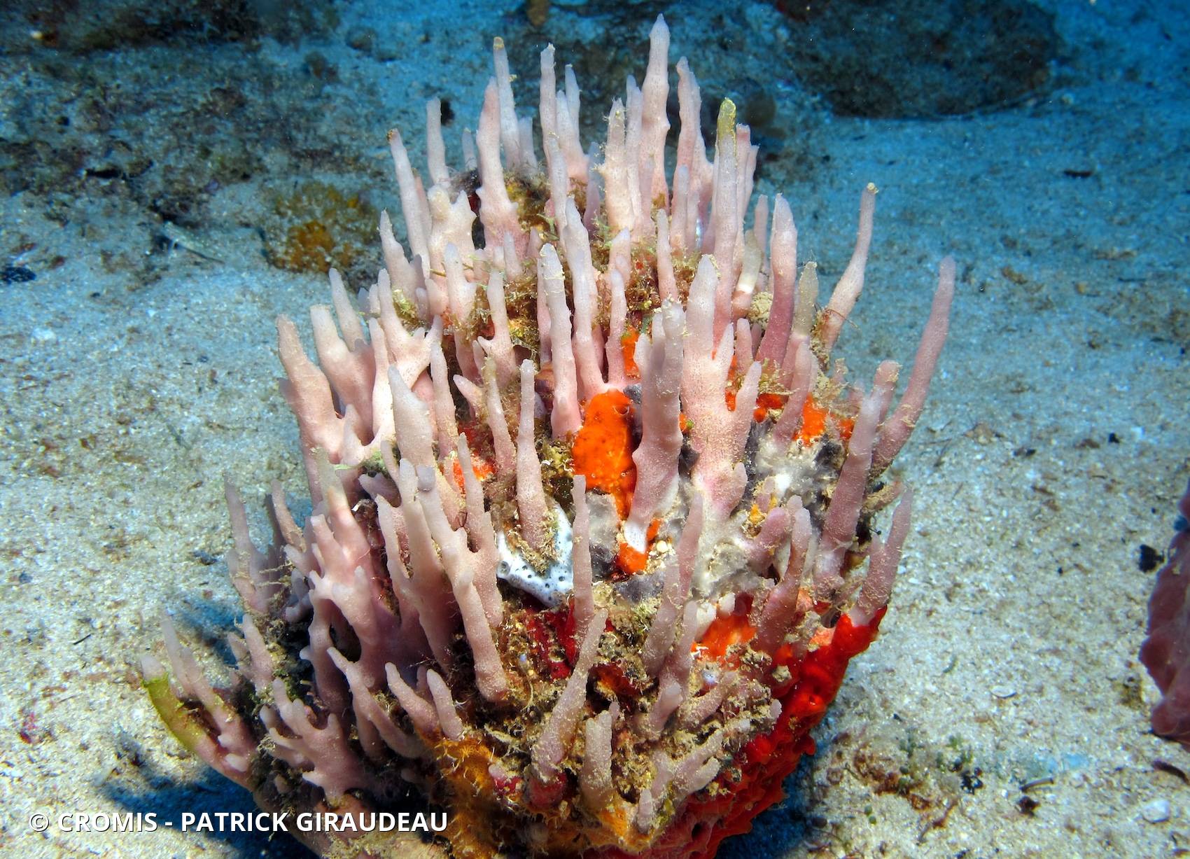 Eponge pinceau des Caraïbes