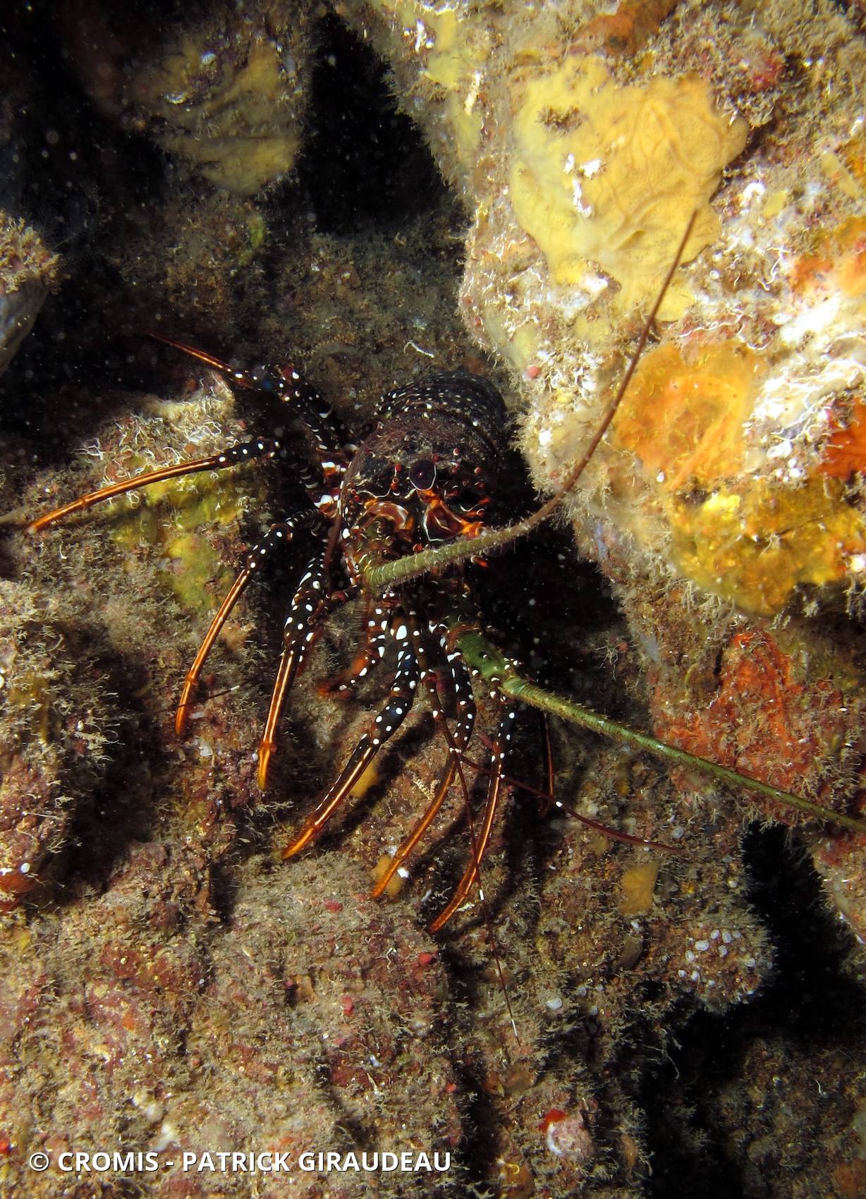 Langouste tachetée