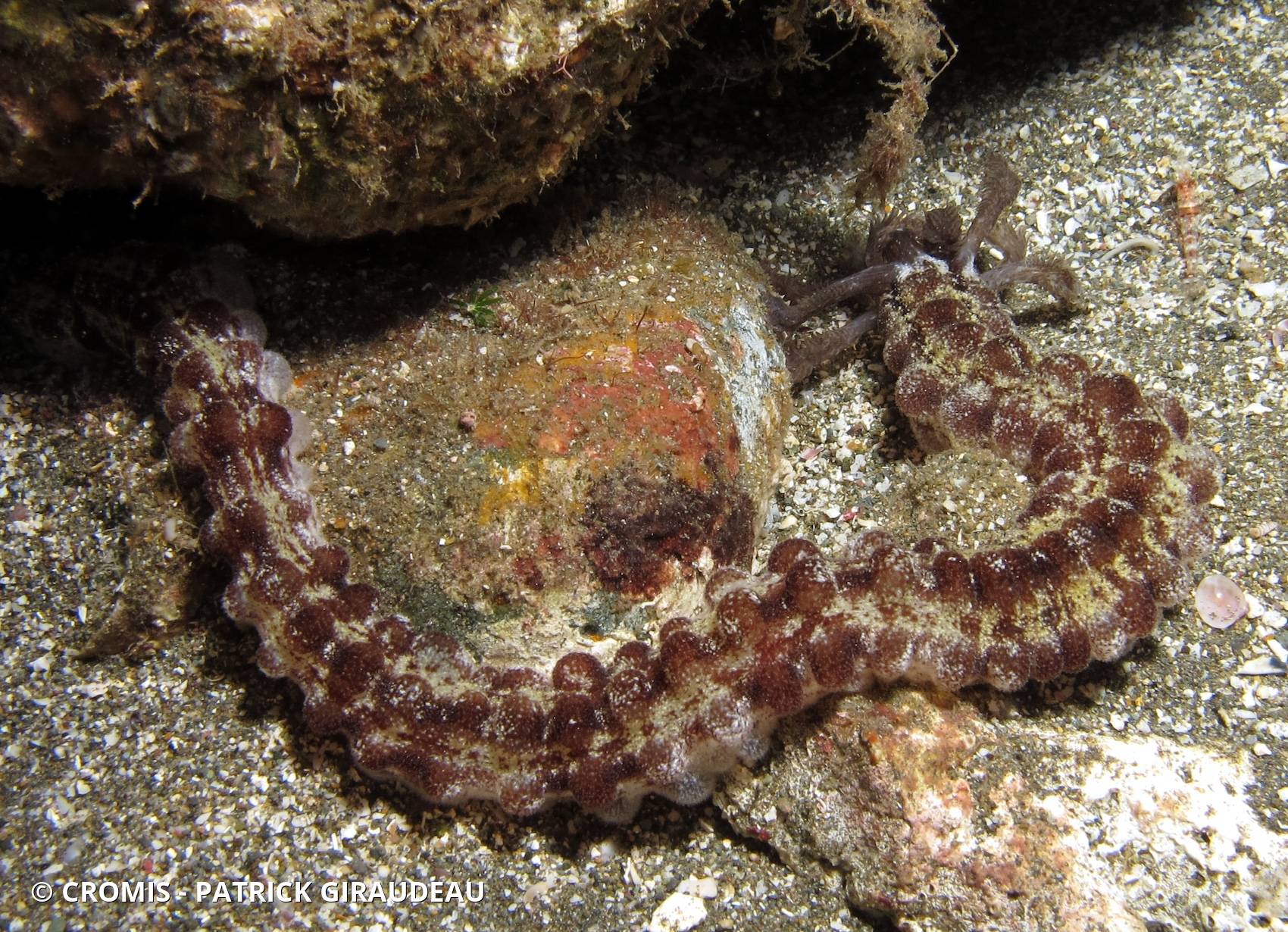 Holothurie serpent collante antillaise