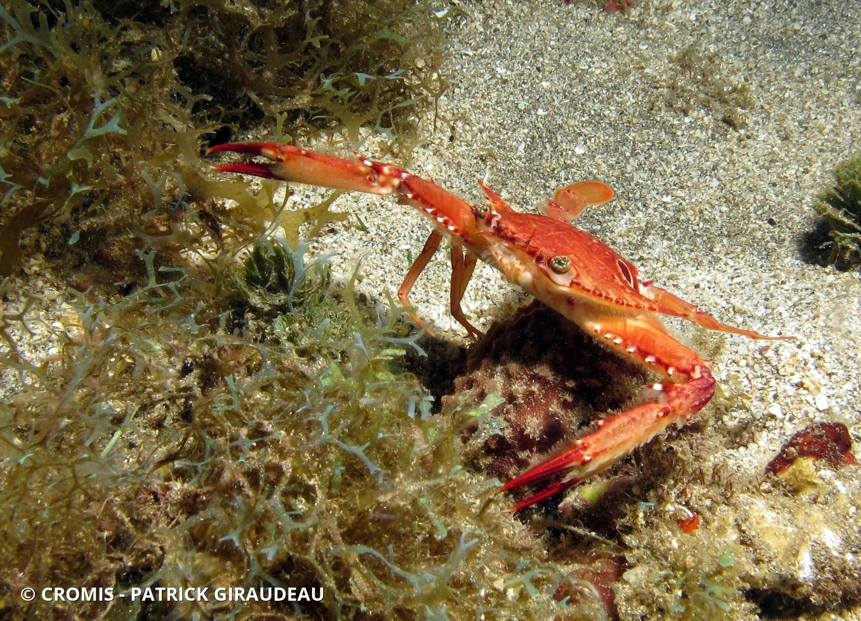 Crabe nageur ocellé