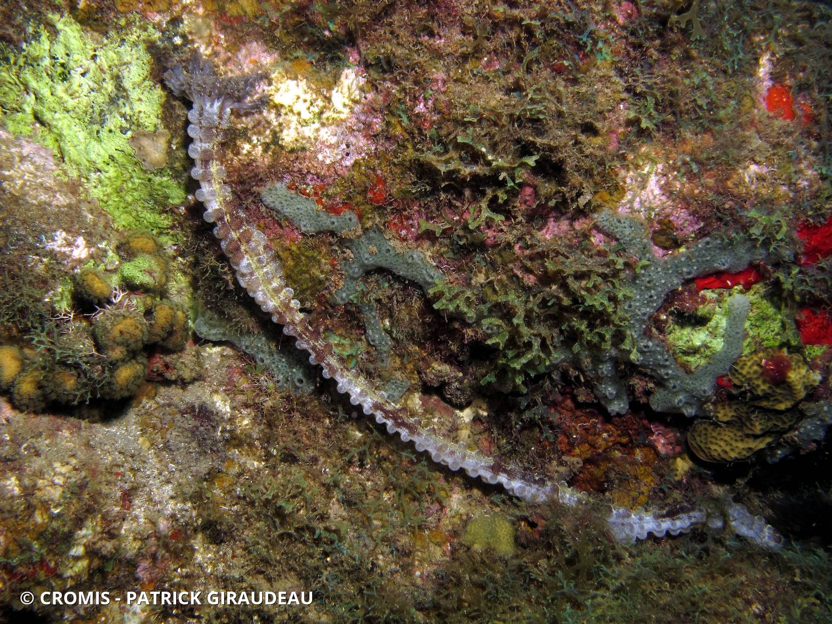 Holothurie serpent collante antillaise