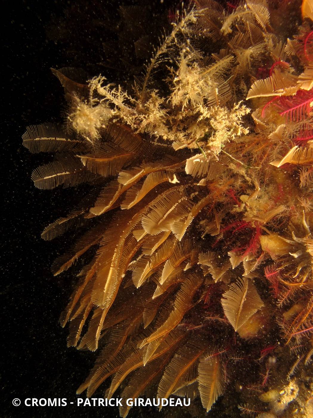 Plume d'or