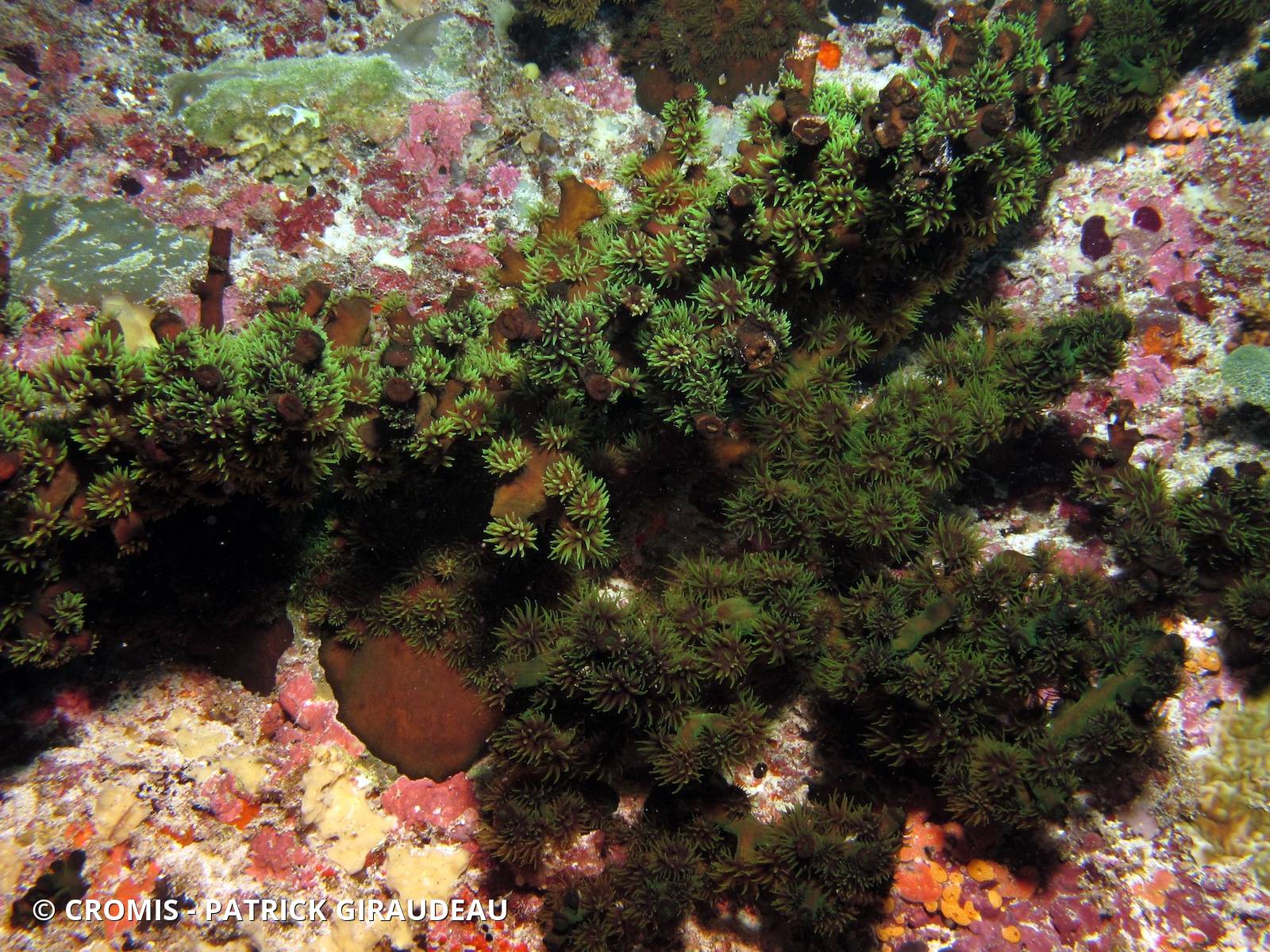 Tubastrée arborescente