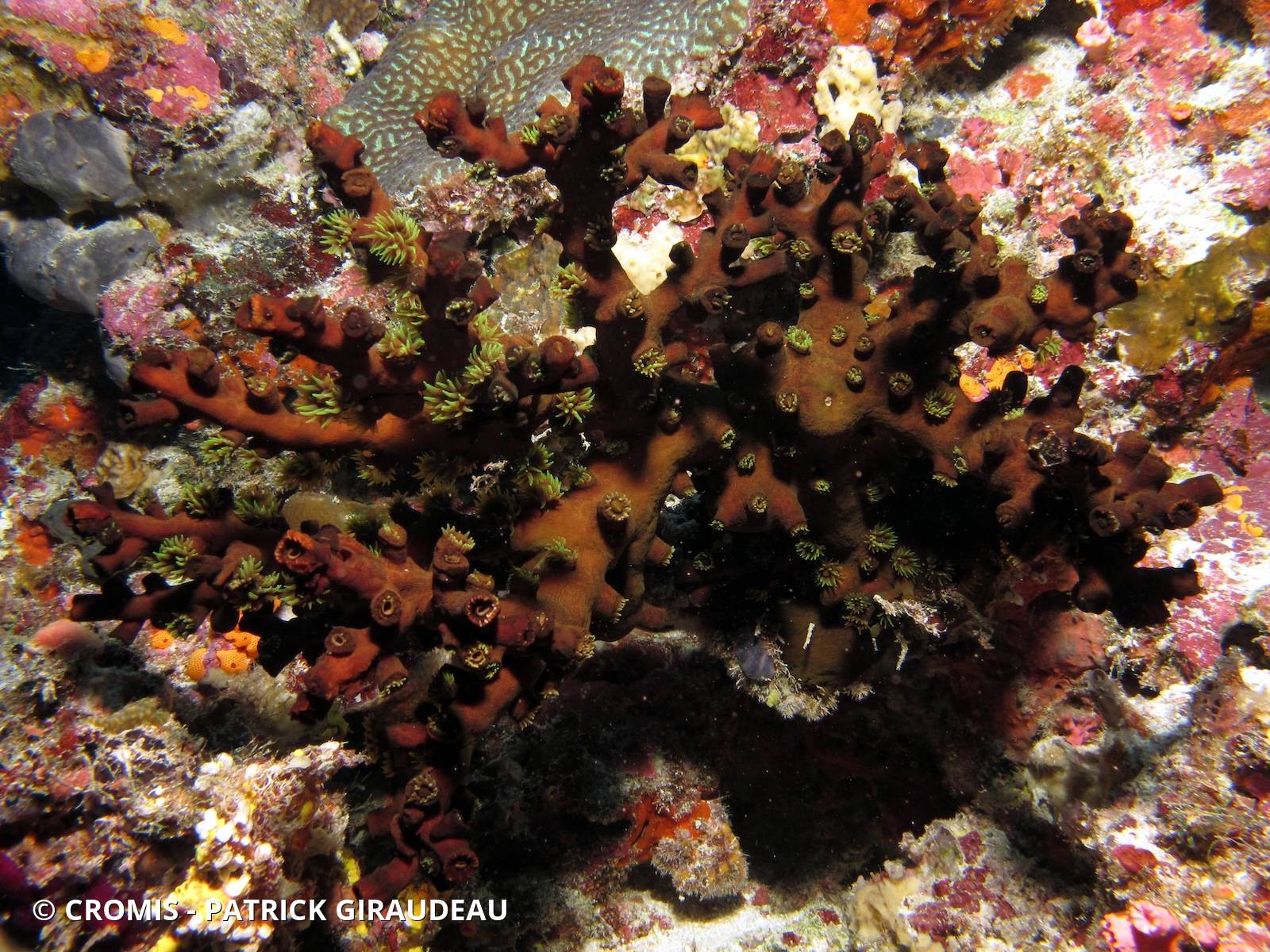 Tubastrée arborescente