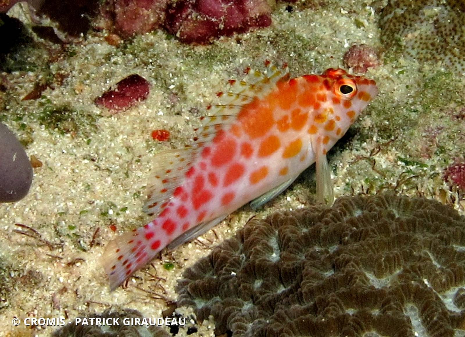 Poisson-faucon tacheté