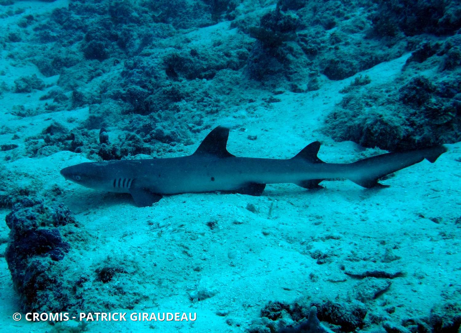 Requin corail