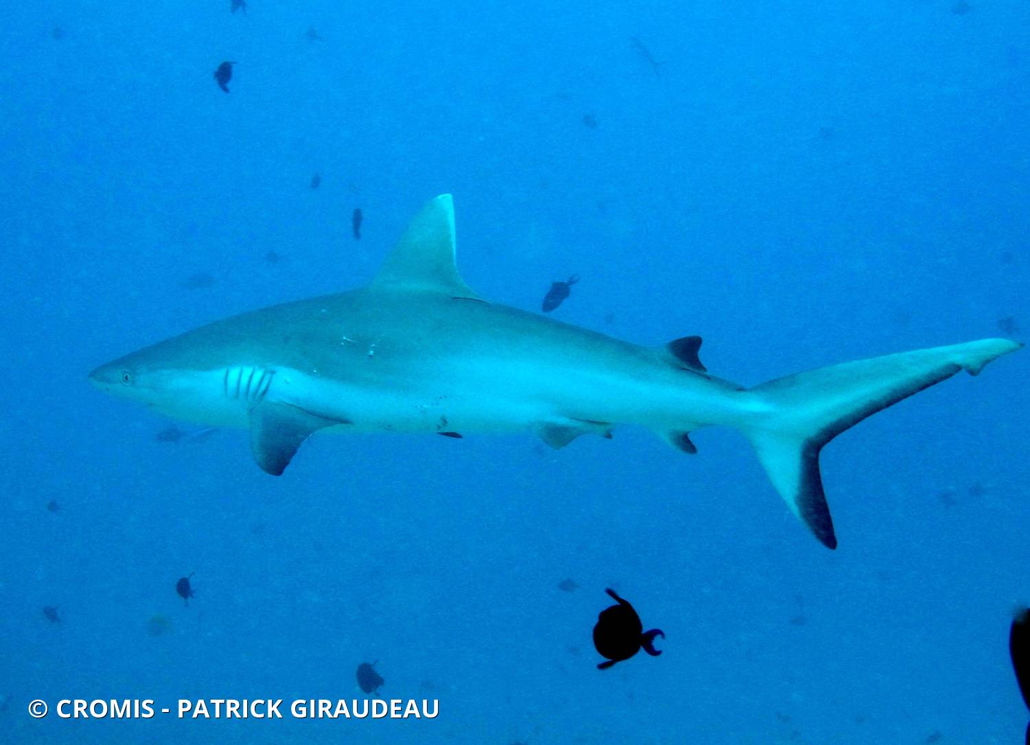 Requin gris de récif