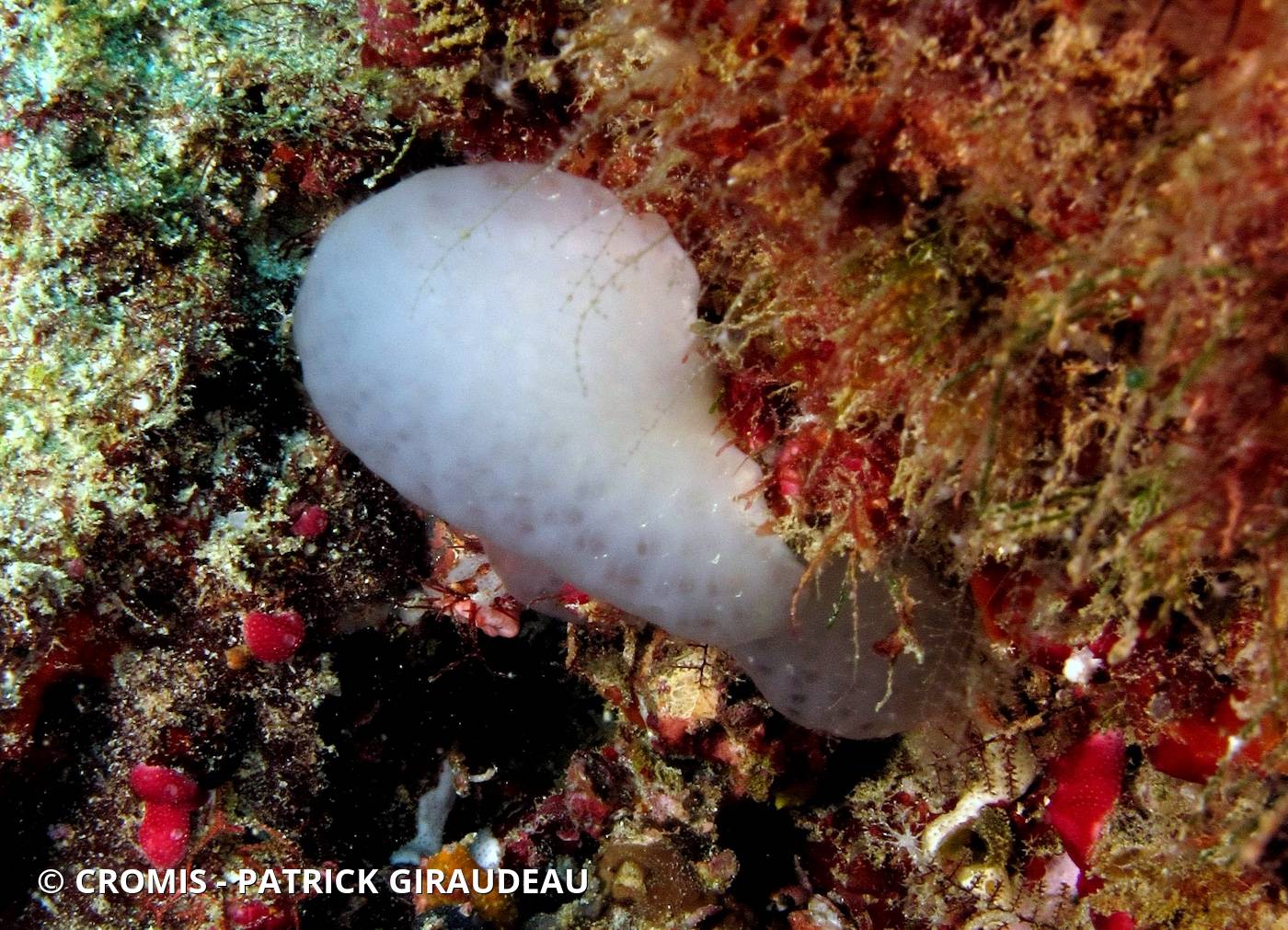 Stomozoa blanc