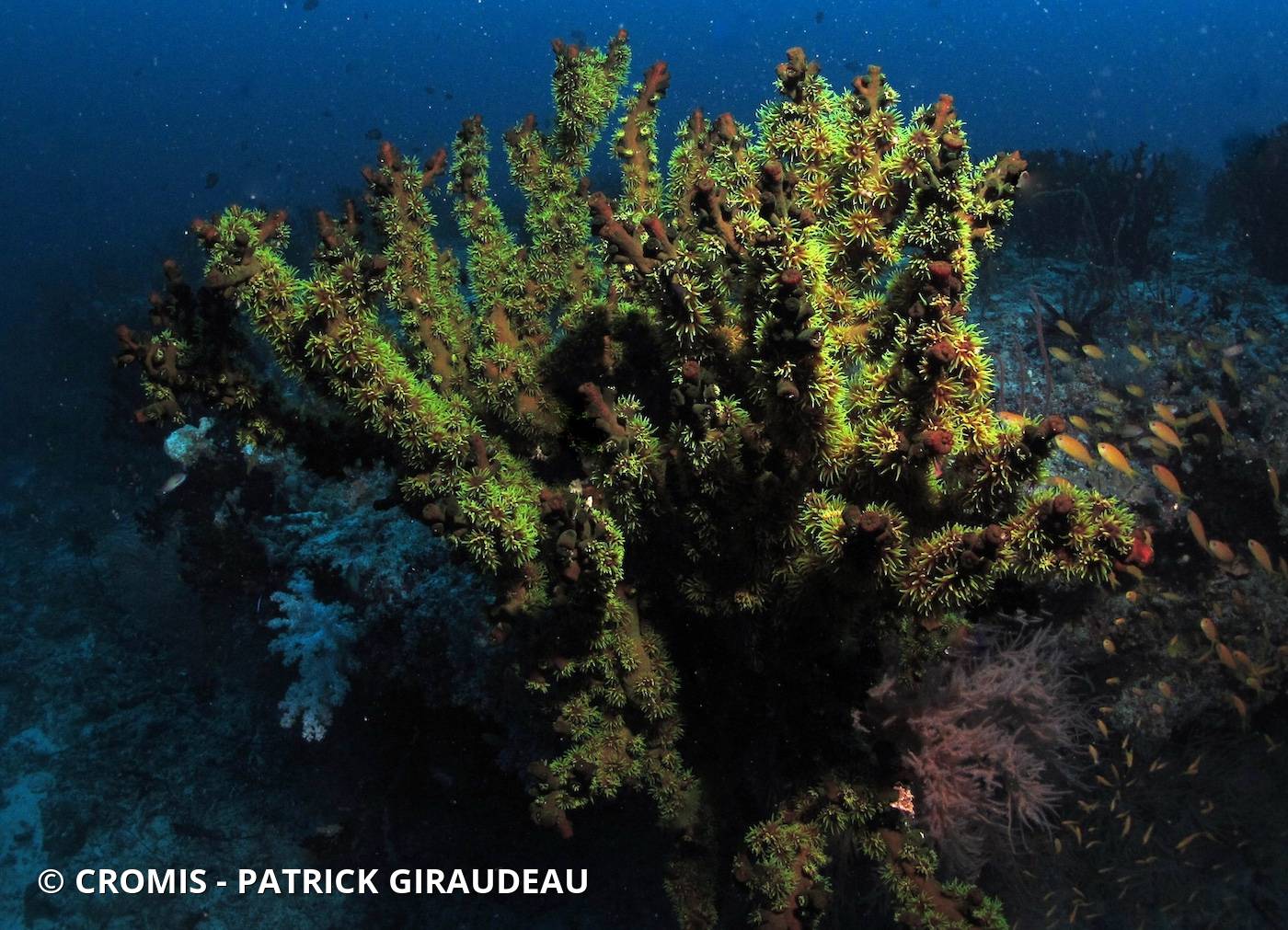 Tubastrée arborescente