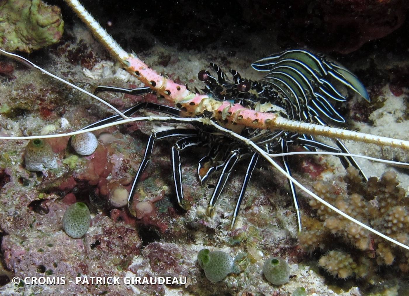 Langouste peinte