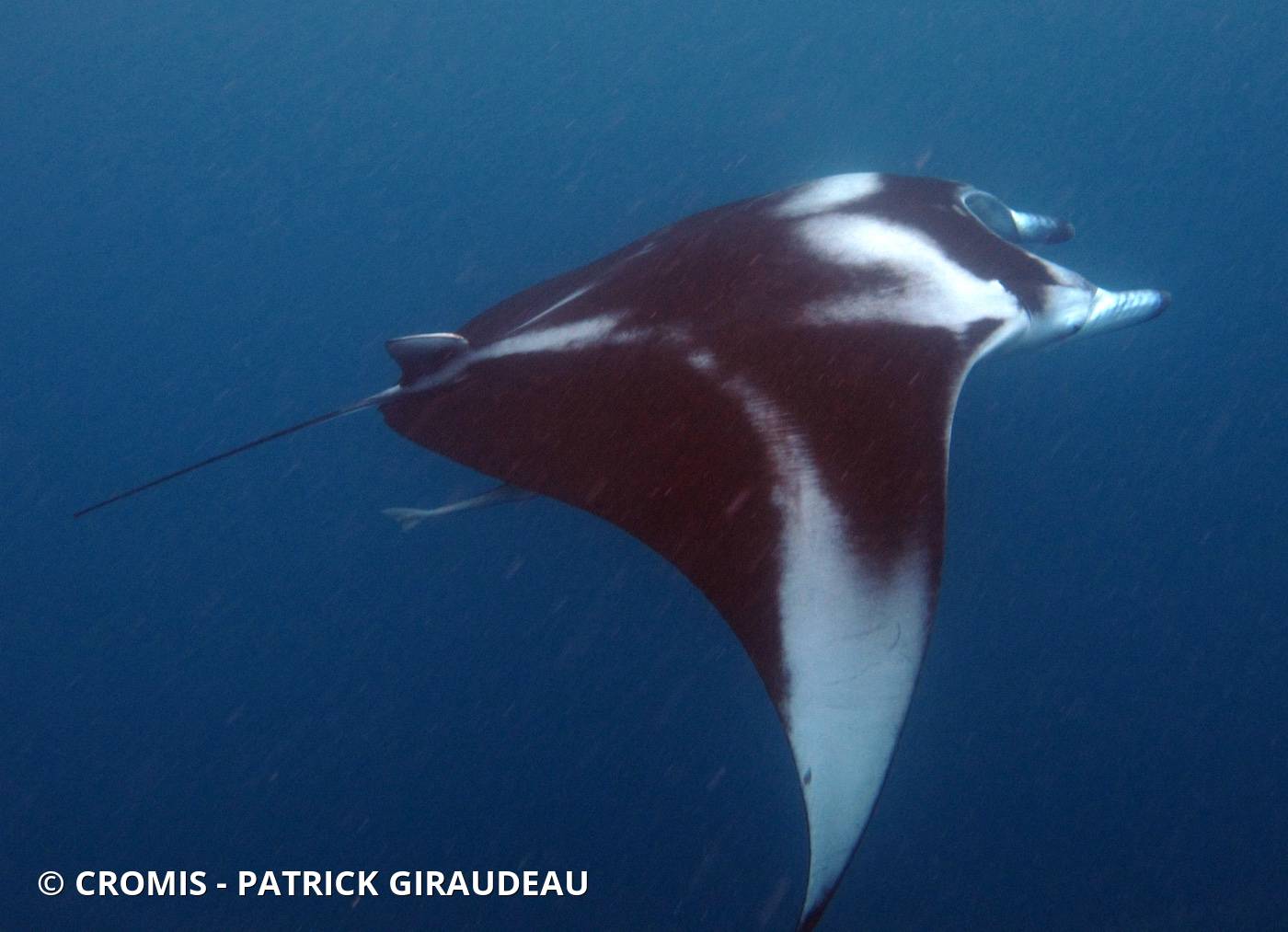 Manta des récifs