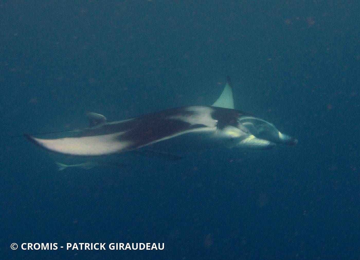 Manta des récifs