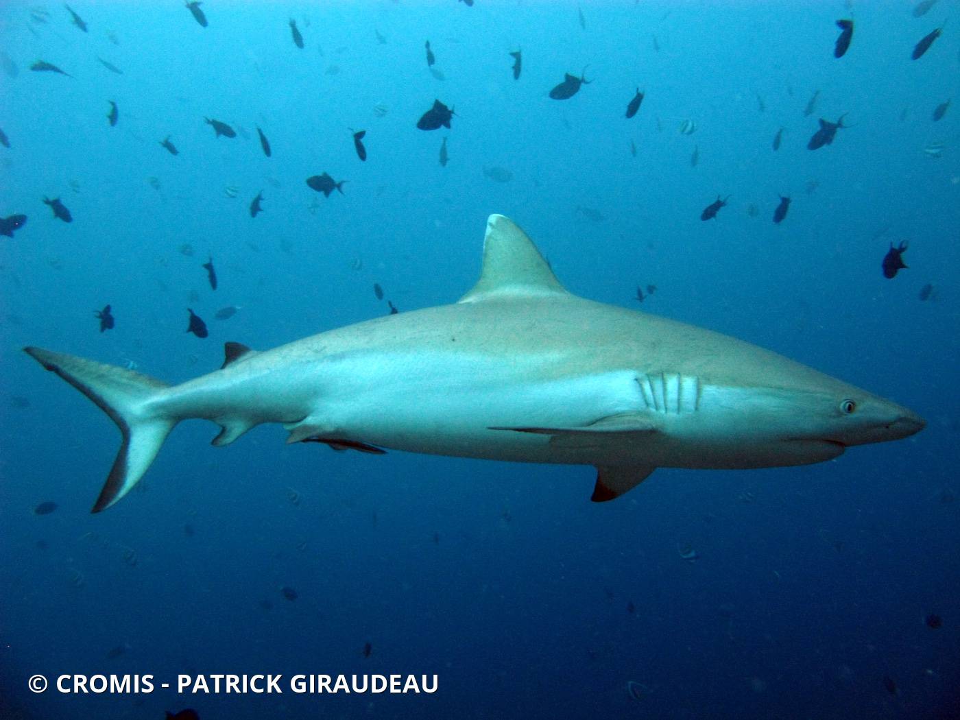 Requin gris de récif
