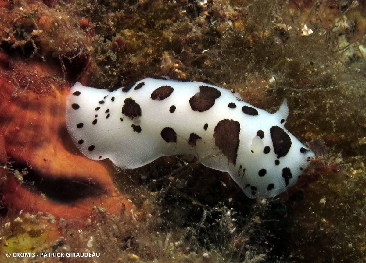 Doris dalmatienne