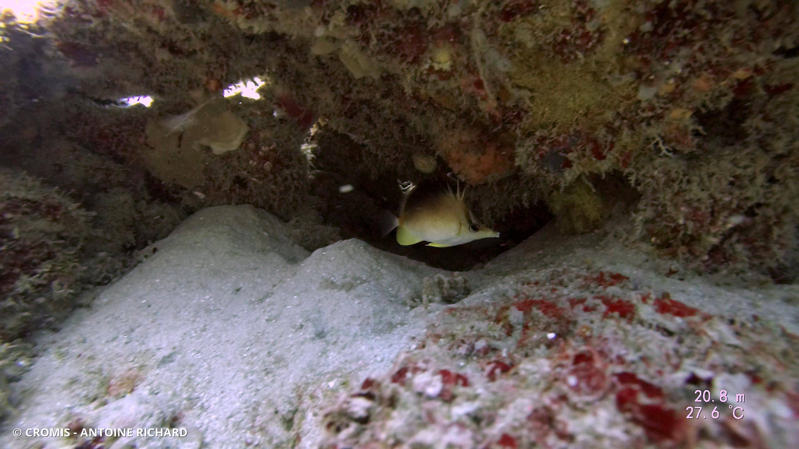 Papillon à bec des Caraïbes
