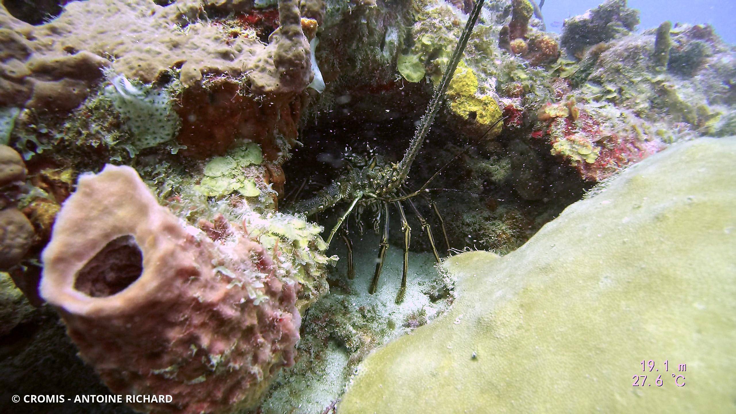 Langouste des Caraïbes