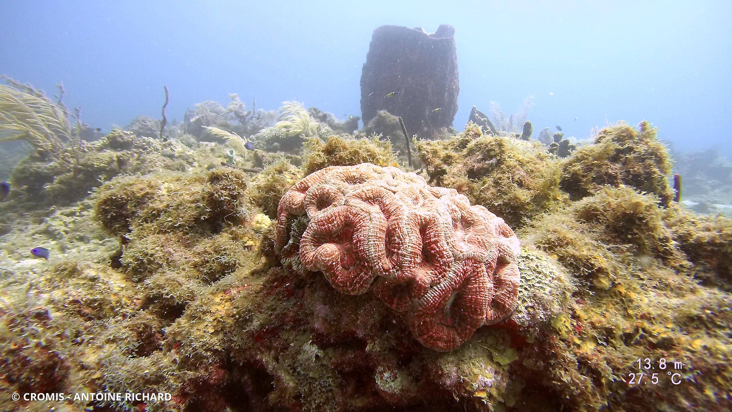 Corail fleur épineux