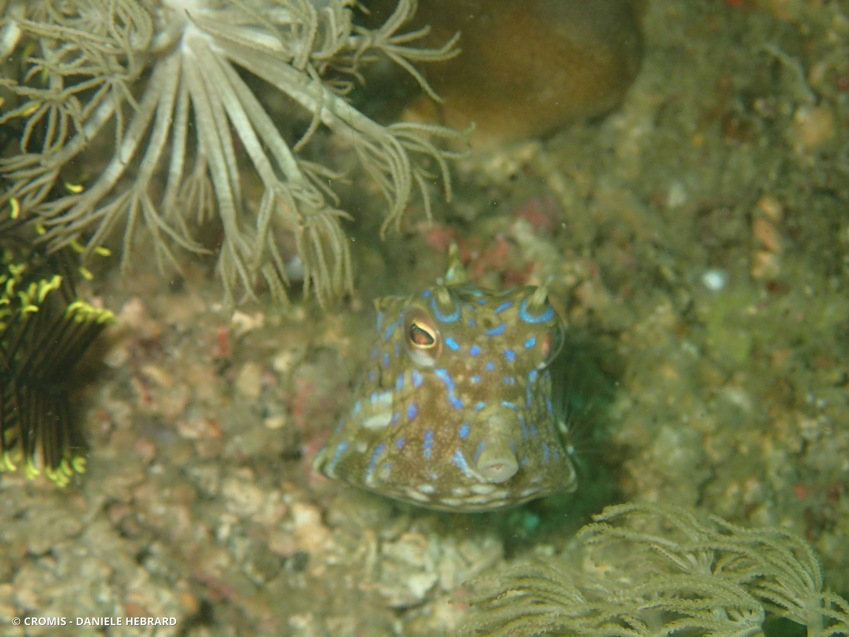 Poisson-vache à épine dorsale