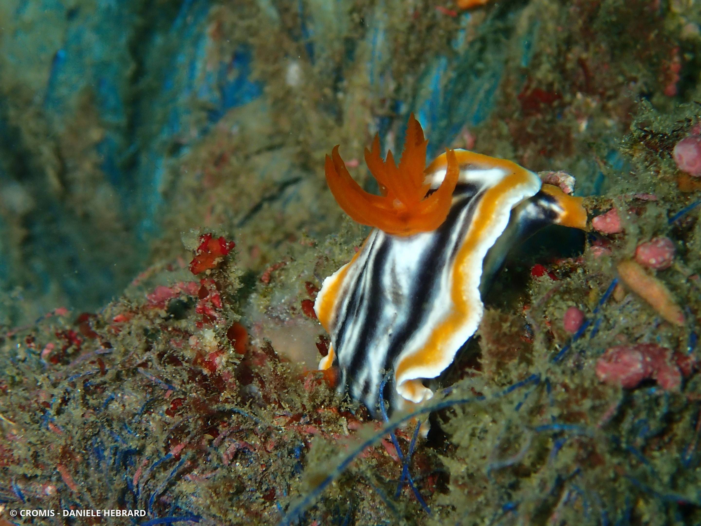 Chromodoris magnifique