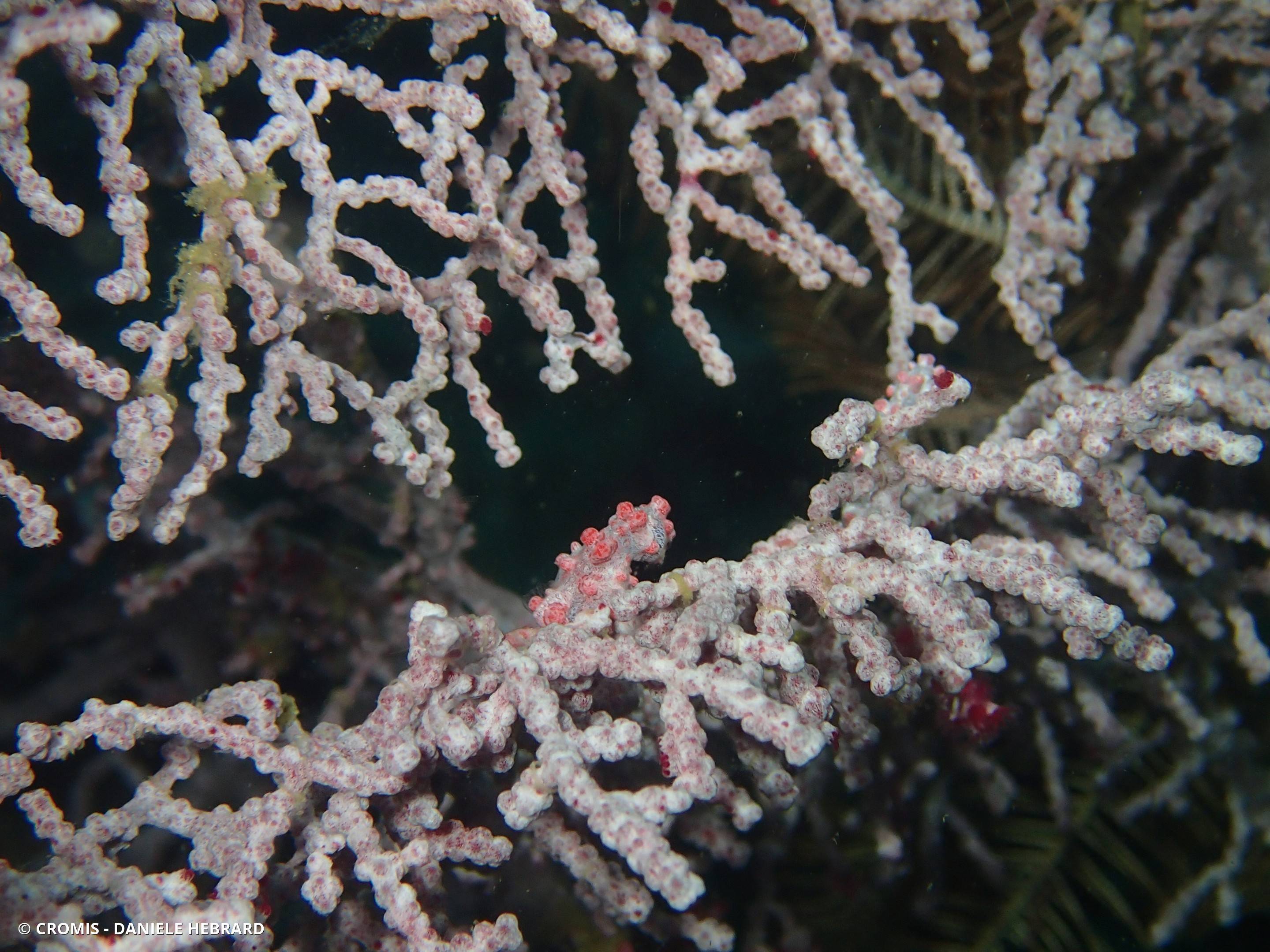 Hippocampe pygmée rose