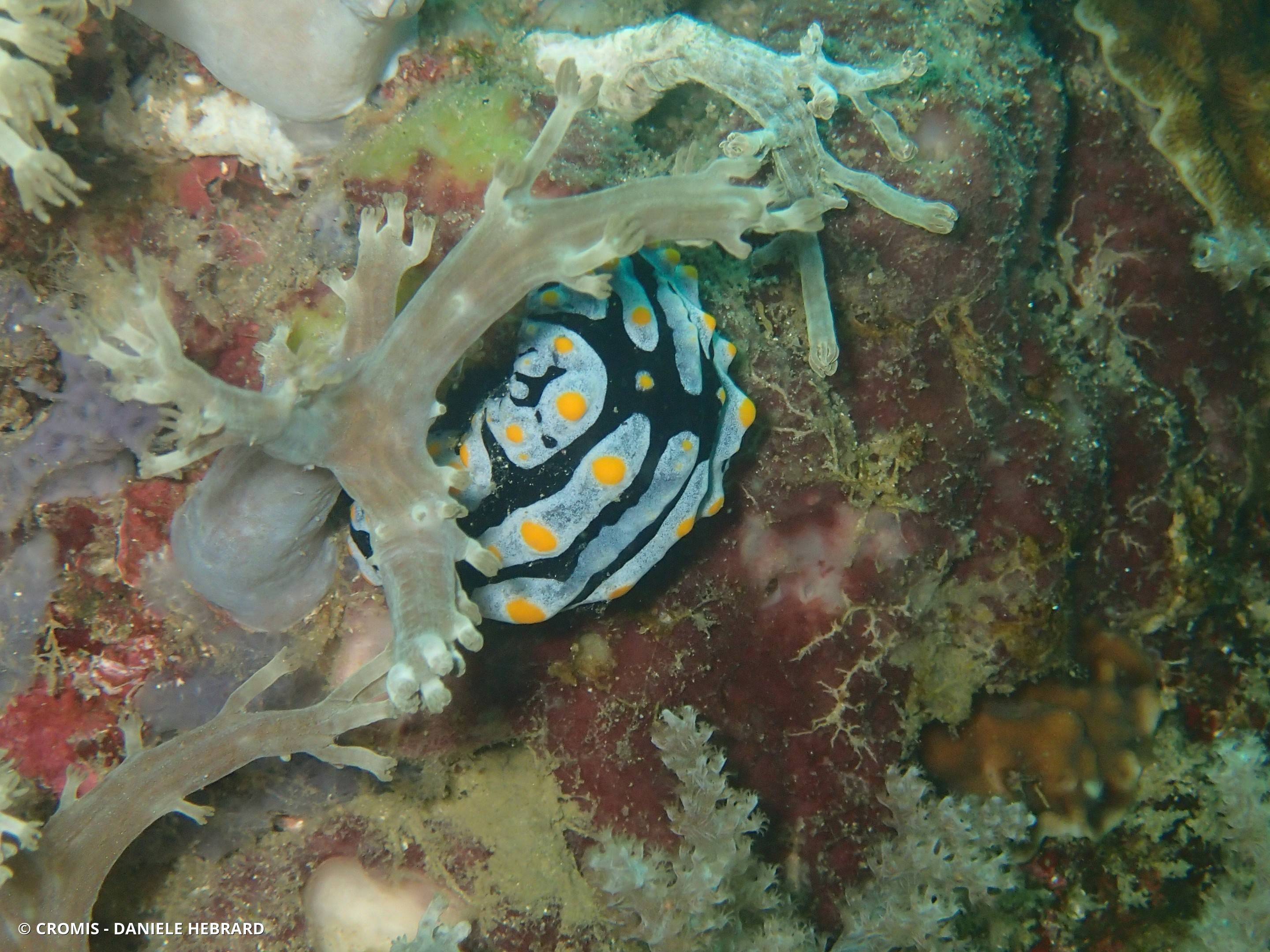 Phyllidie verruqueuse