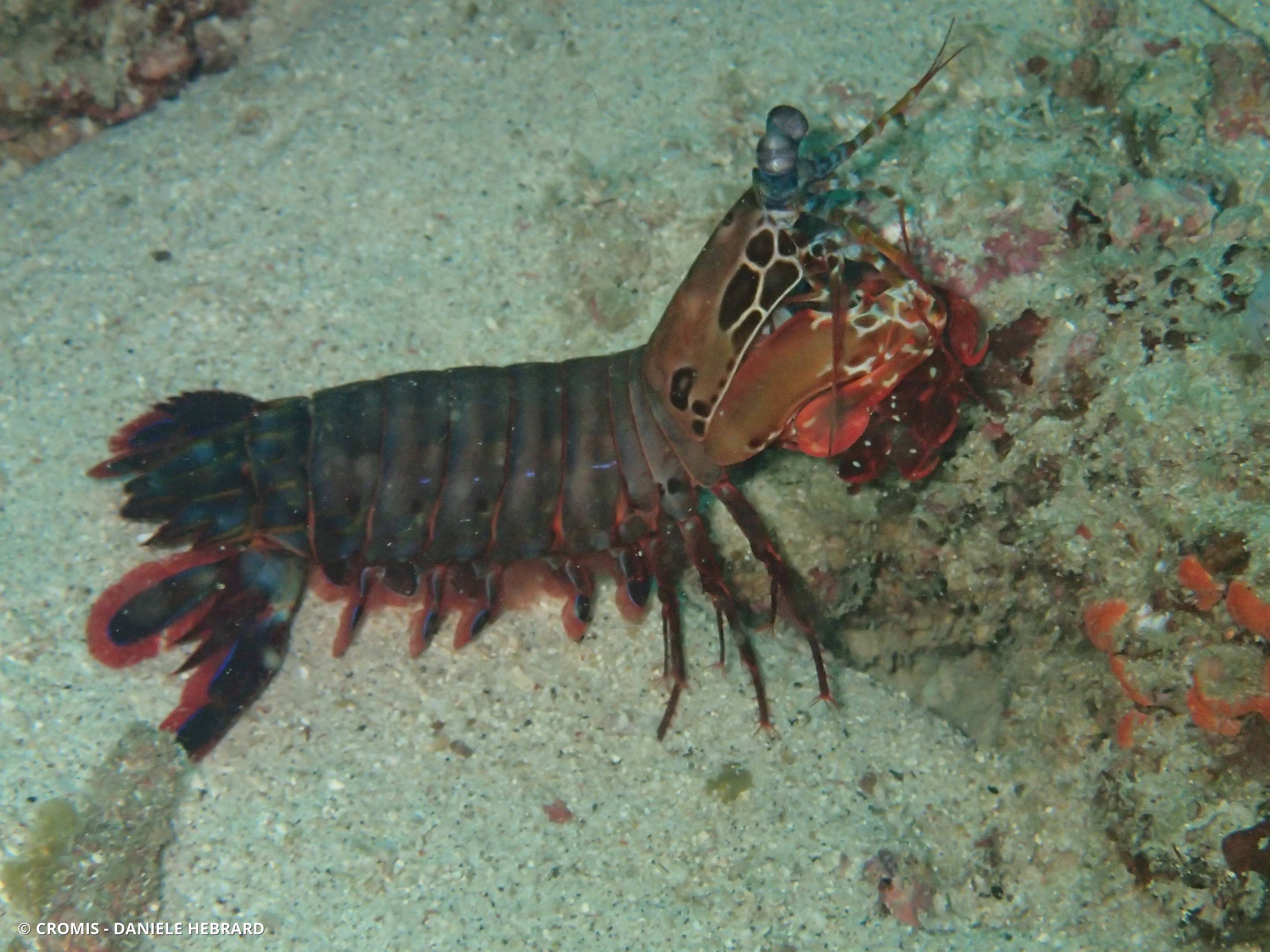 Mante de mer paon