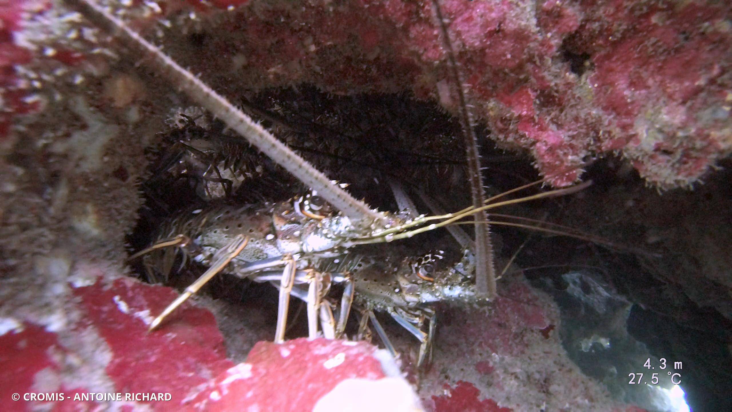 Langouste des Caraïbes