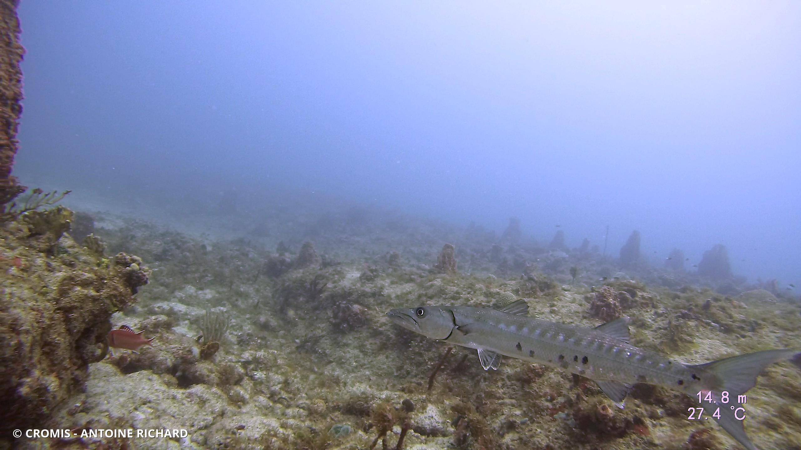 Grand barracuda
