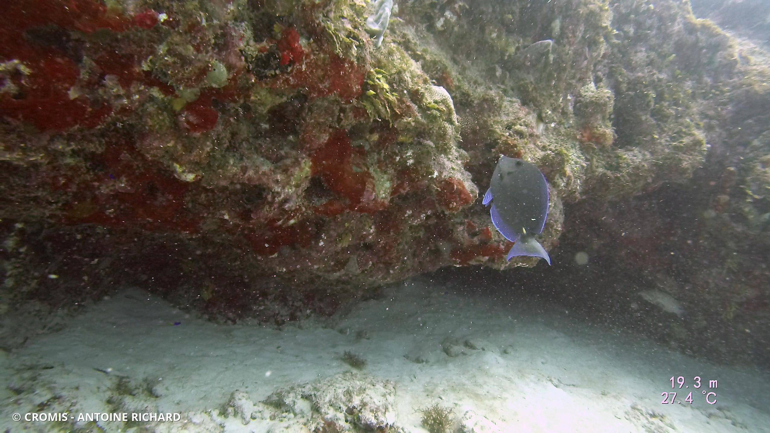 Chirurgien bleu