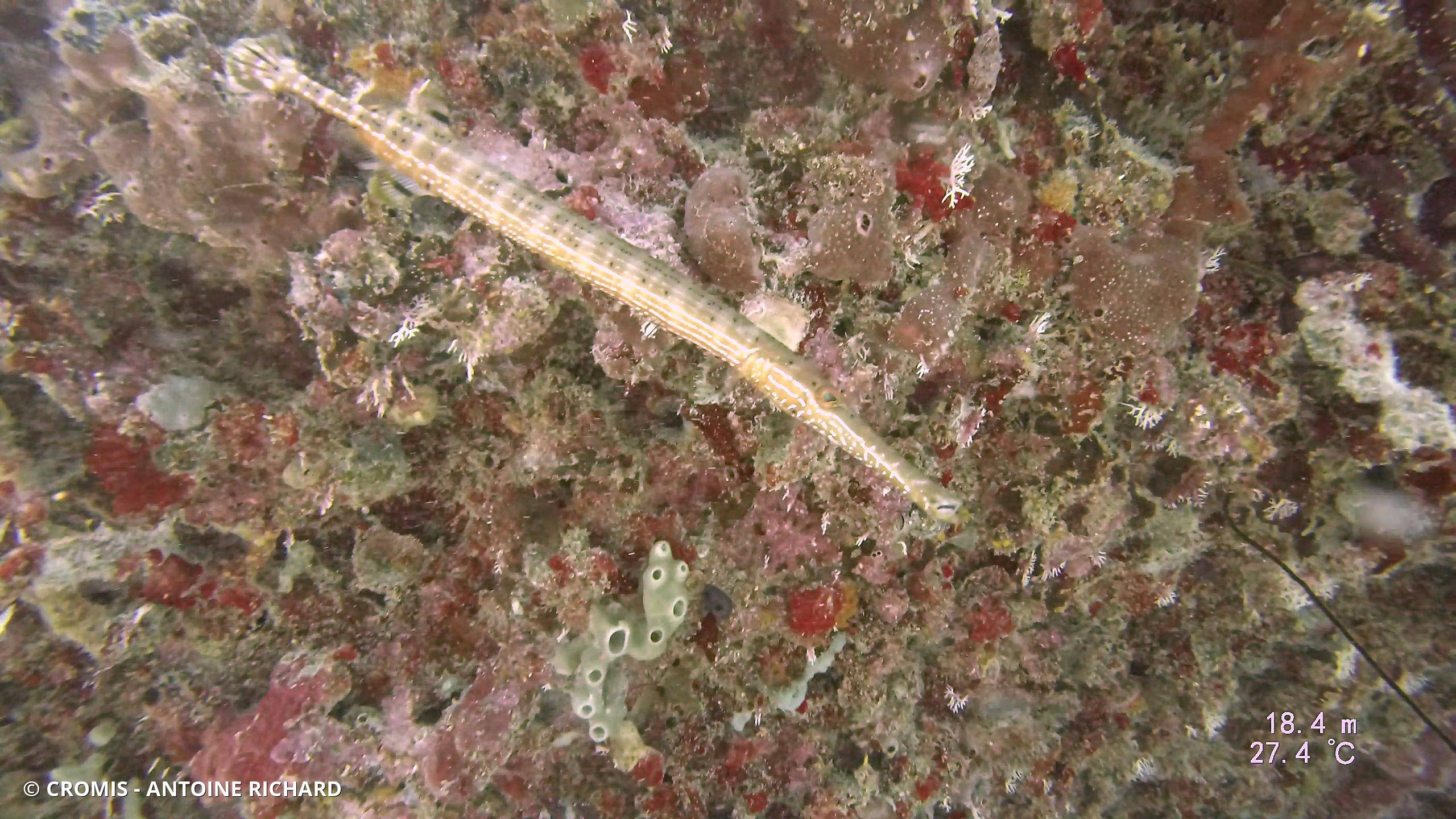 Poisson-trompette des Caraïbes