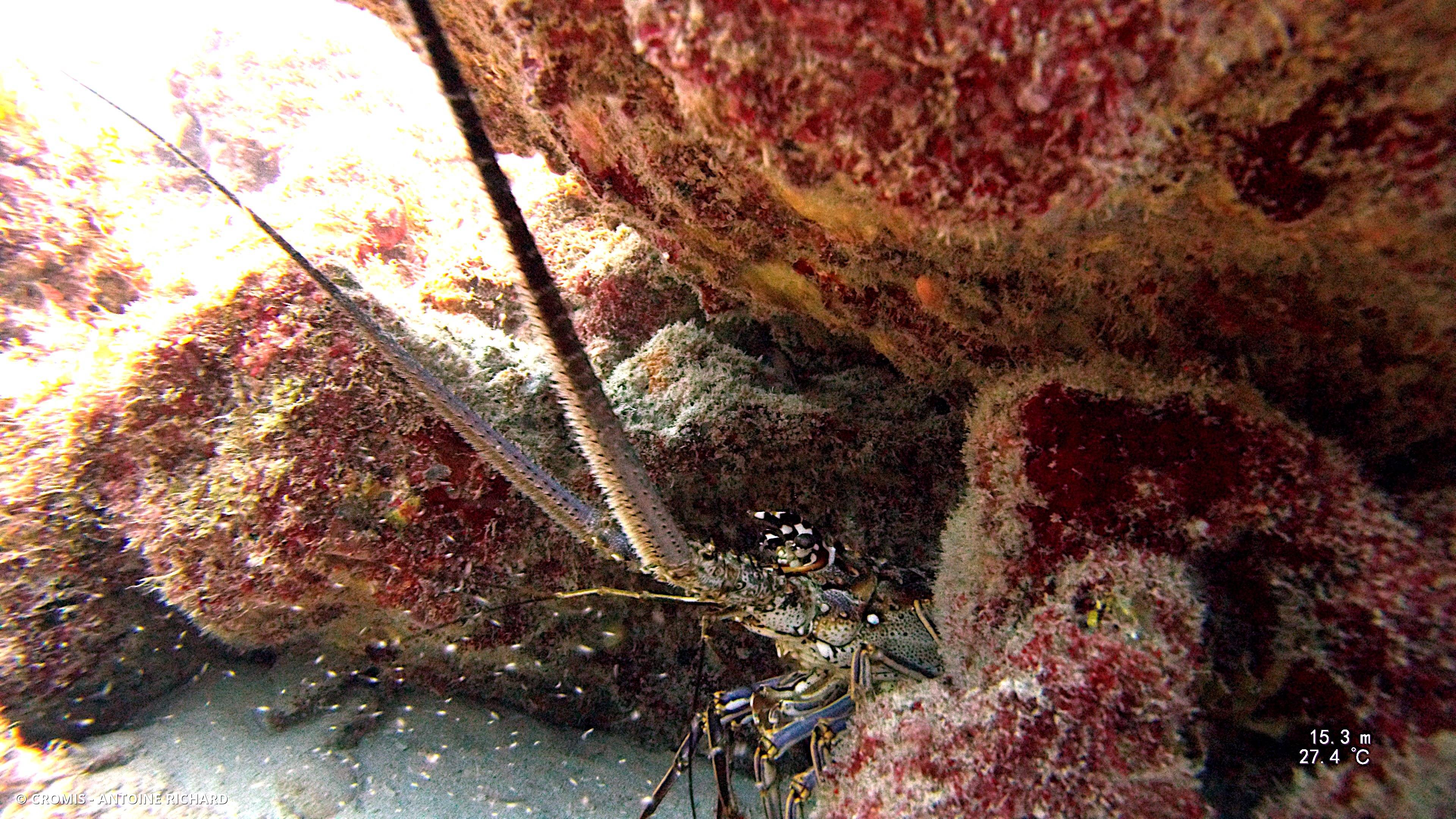 Langouste des Caraïbes