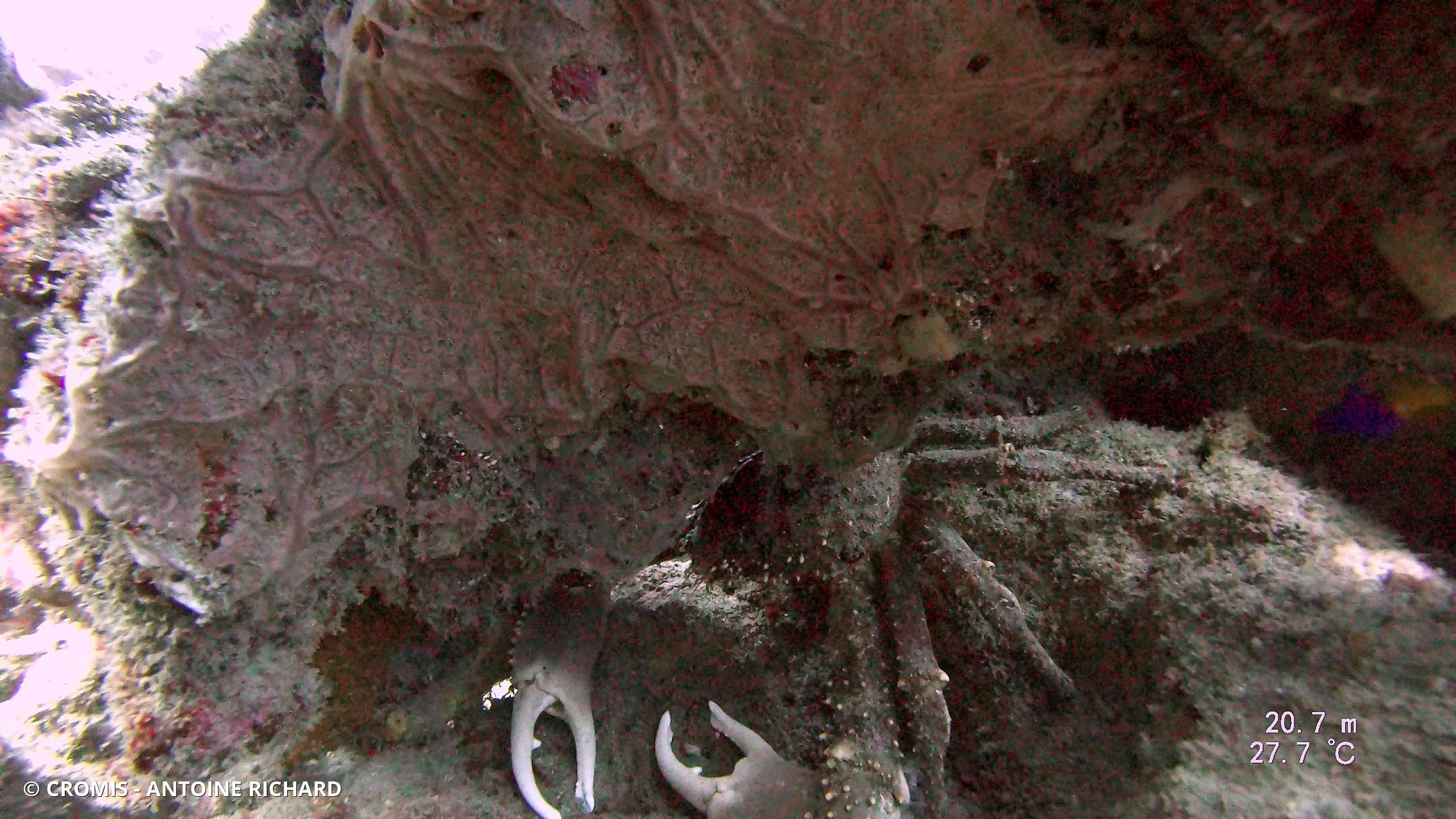 Araignée de mer verruqueuse